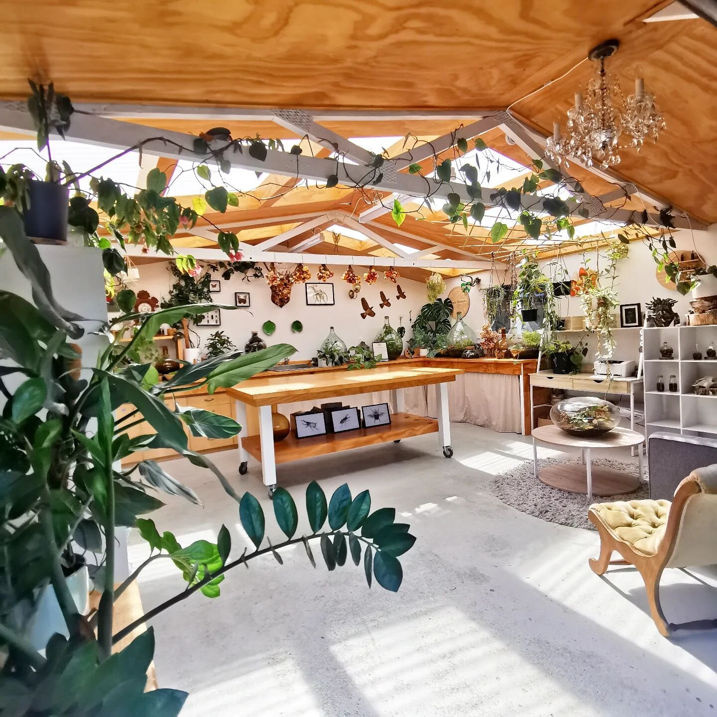 The studio being a major babe 😍🌿💚

#terrariumstudio
#artistofinstagram
.
.
.
.
#terrariums #wellington #plant #plantsmakepeoplehappy #studio #artstudio #aotearoa #plants #plantlove #indoorplants #houseplants #greenthumb #love #gardening #kapiti #w