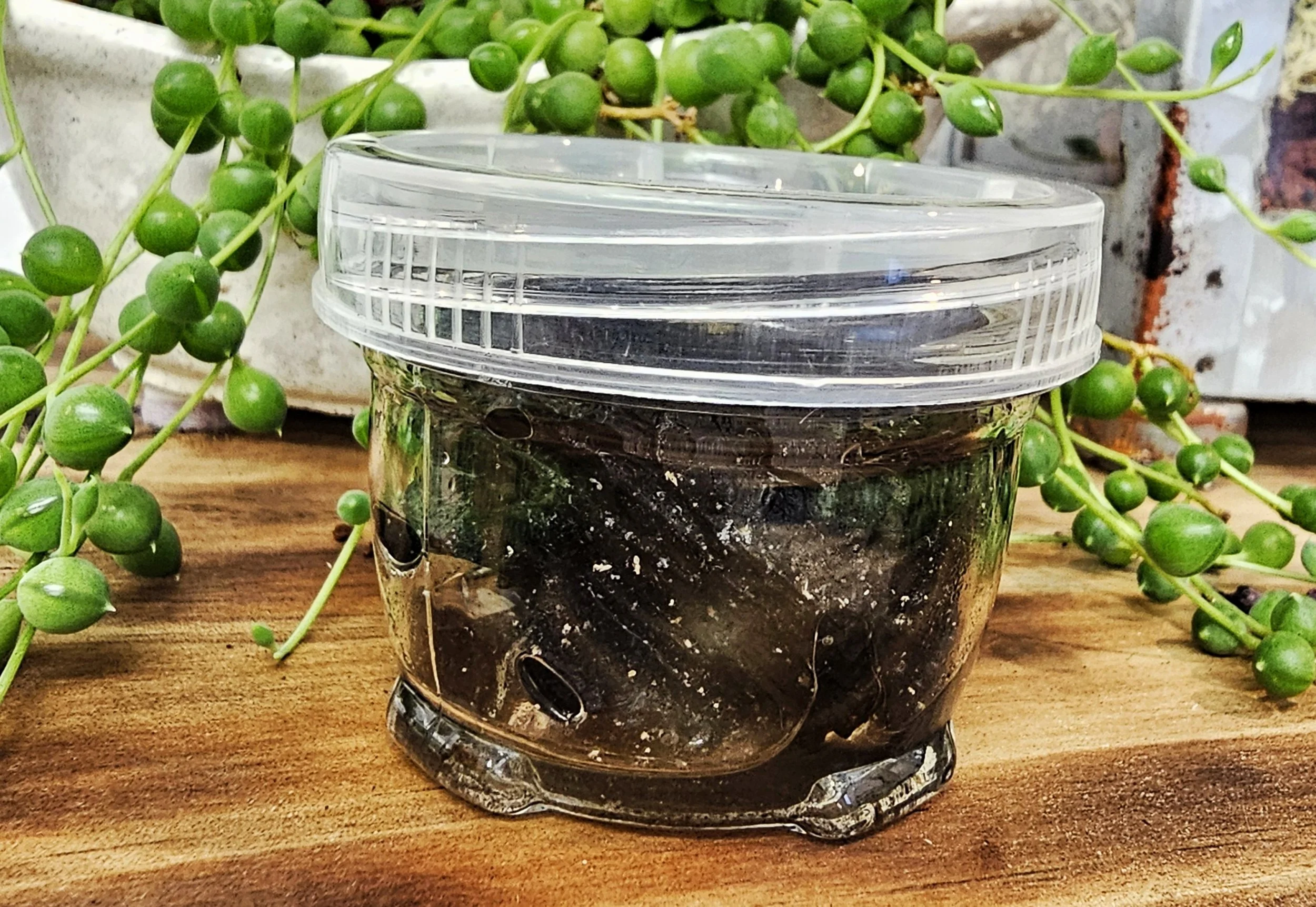 DIY Terrarium Kits — Jungle Botanics