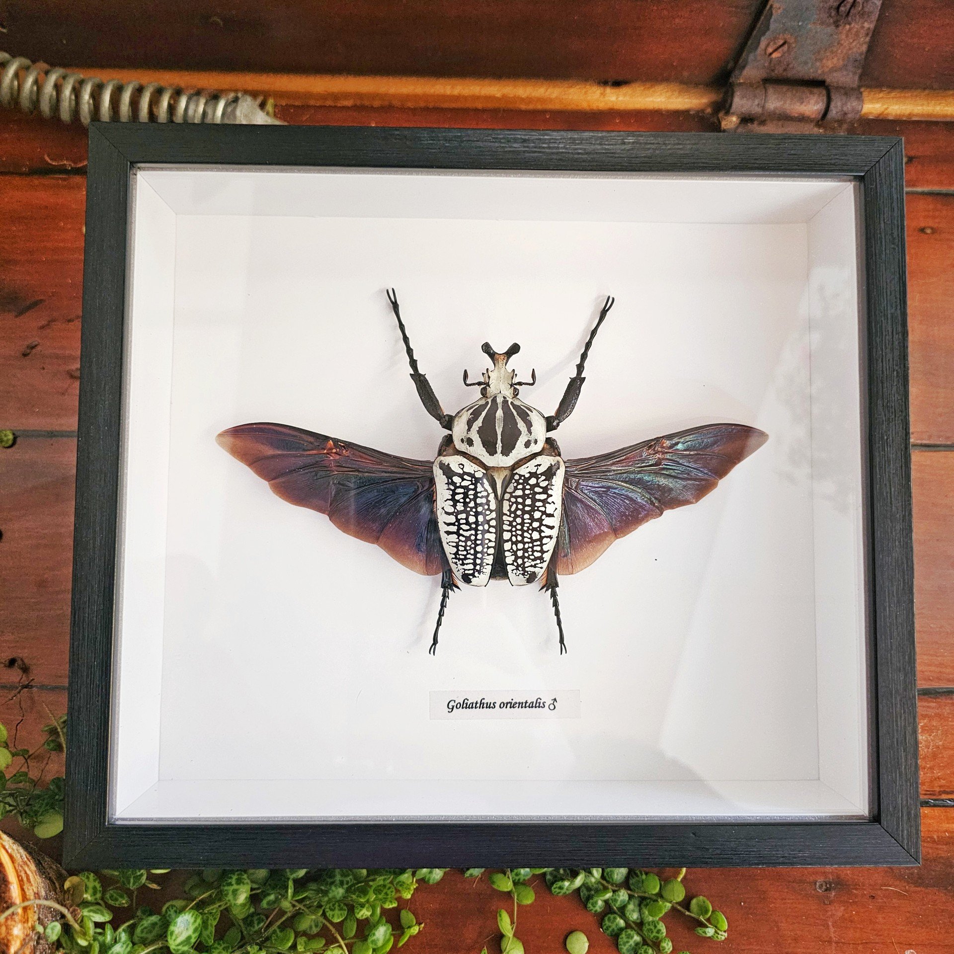 Beetle2.jpg