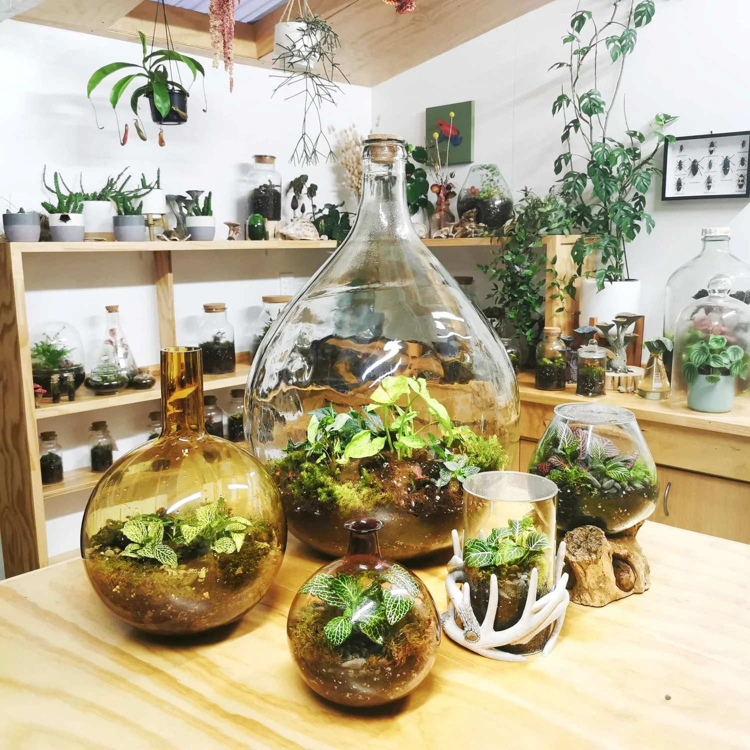 Terrariums by Jungle Botanics