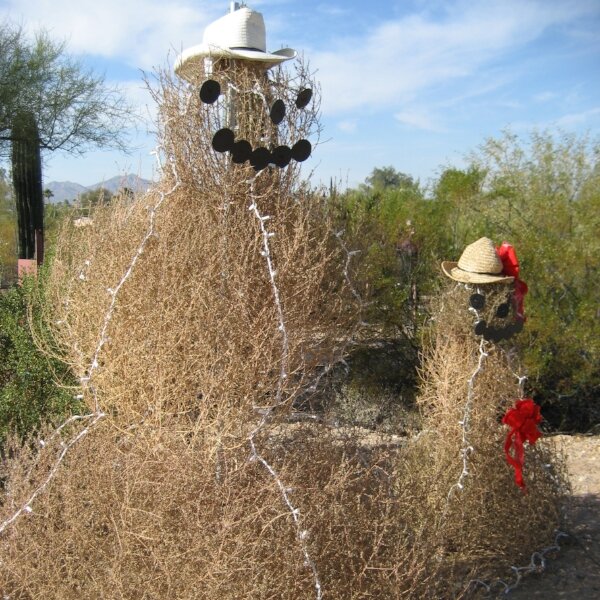 Winter in the Valley of the Sun