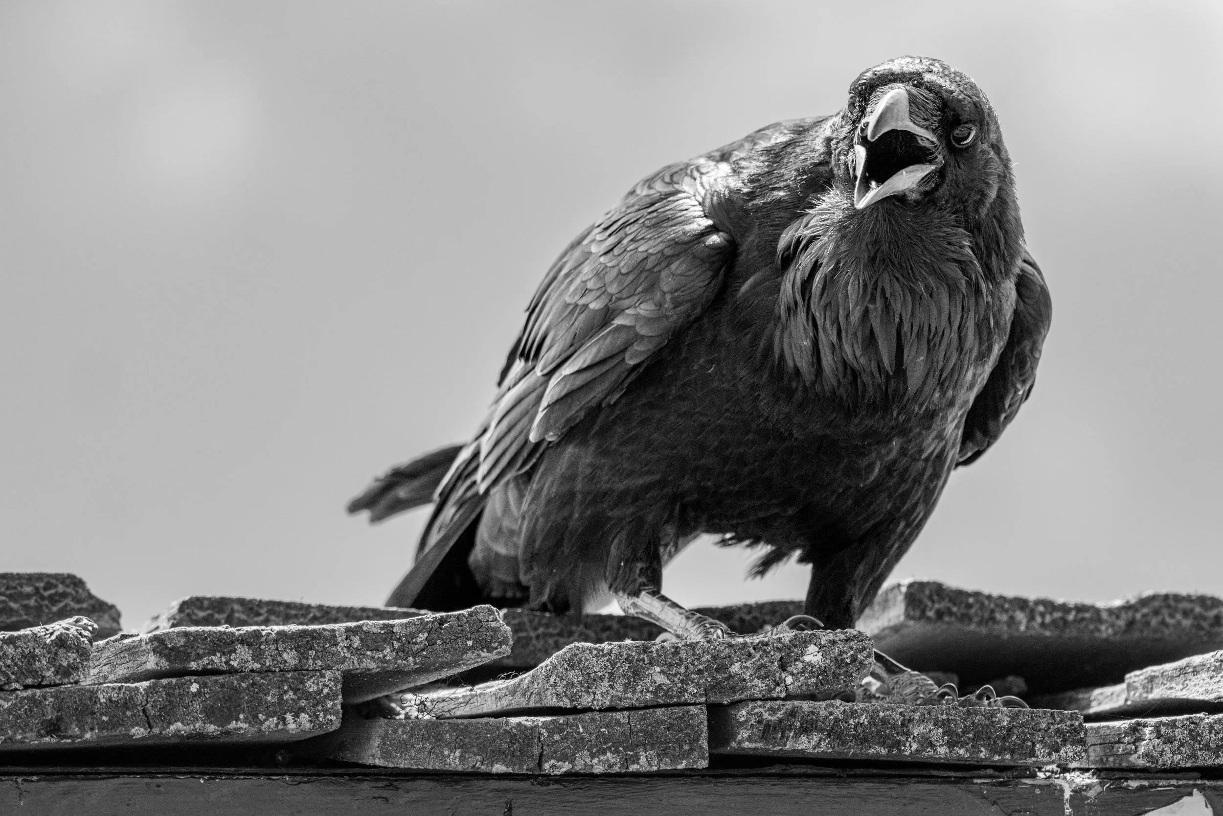 DSC_2042.jpg