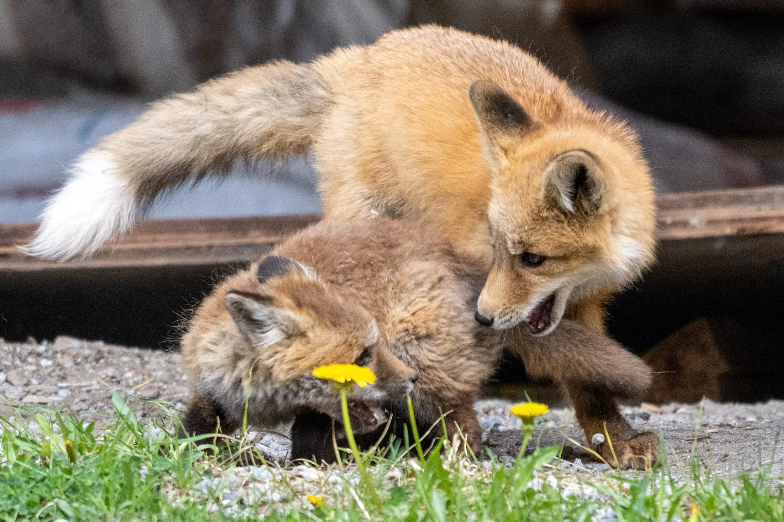 DSC_7145.jpg