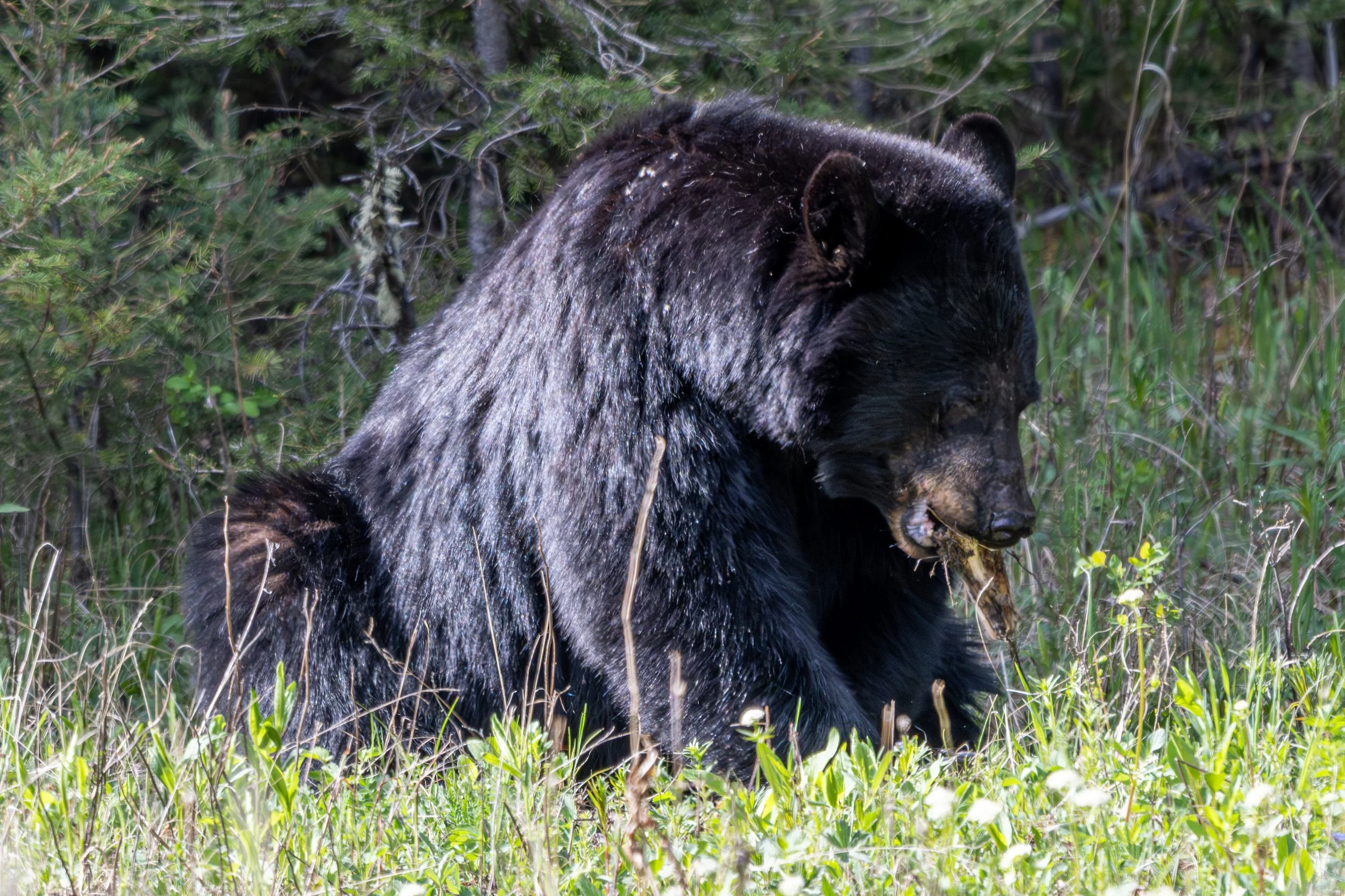 DSC_1114.jpg