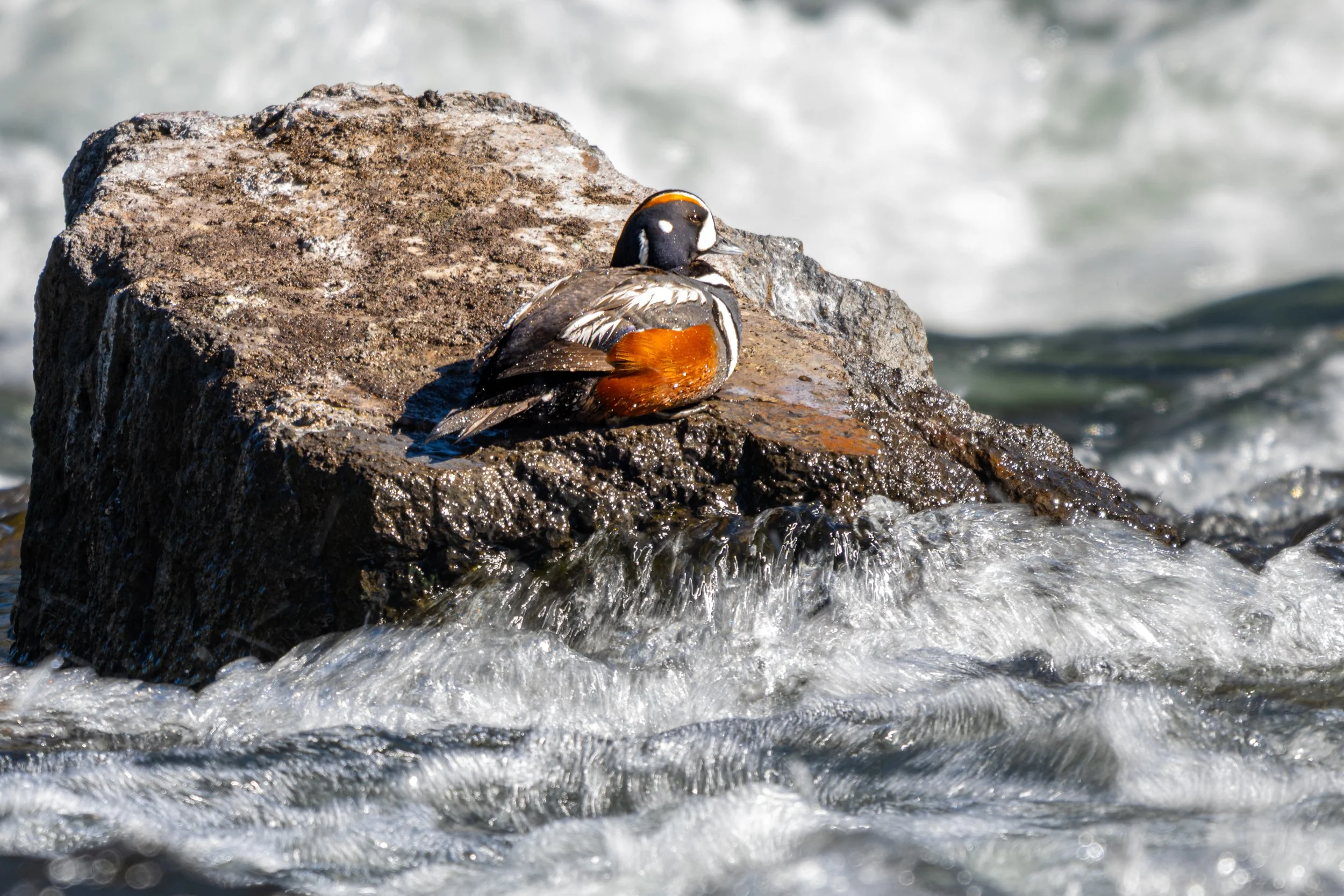 DSC_8859-2.jpg