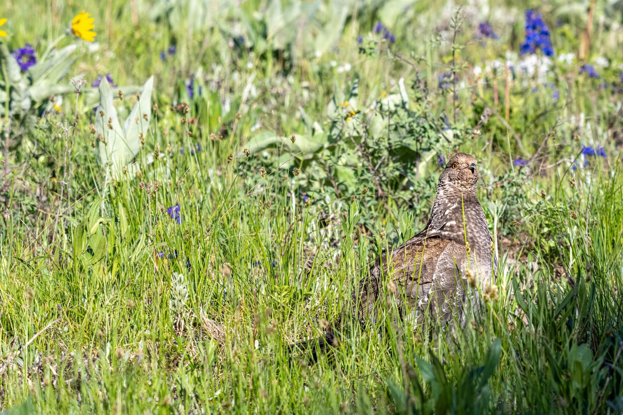 DSC_8159.jpg