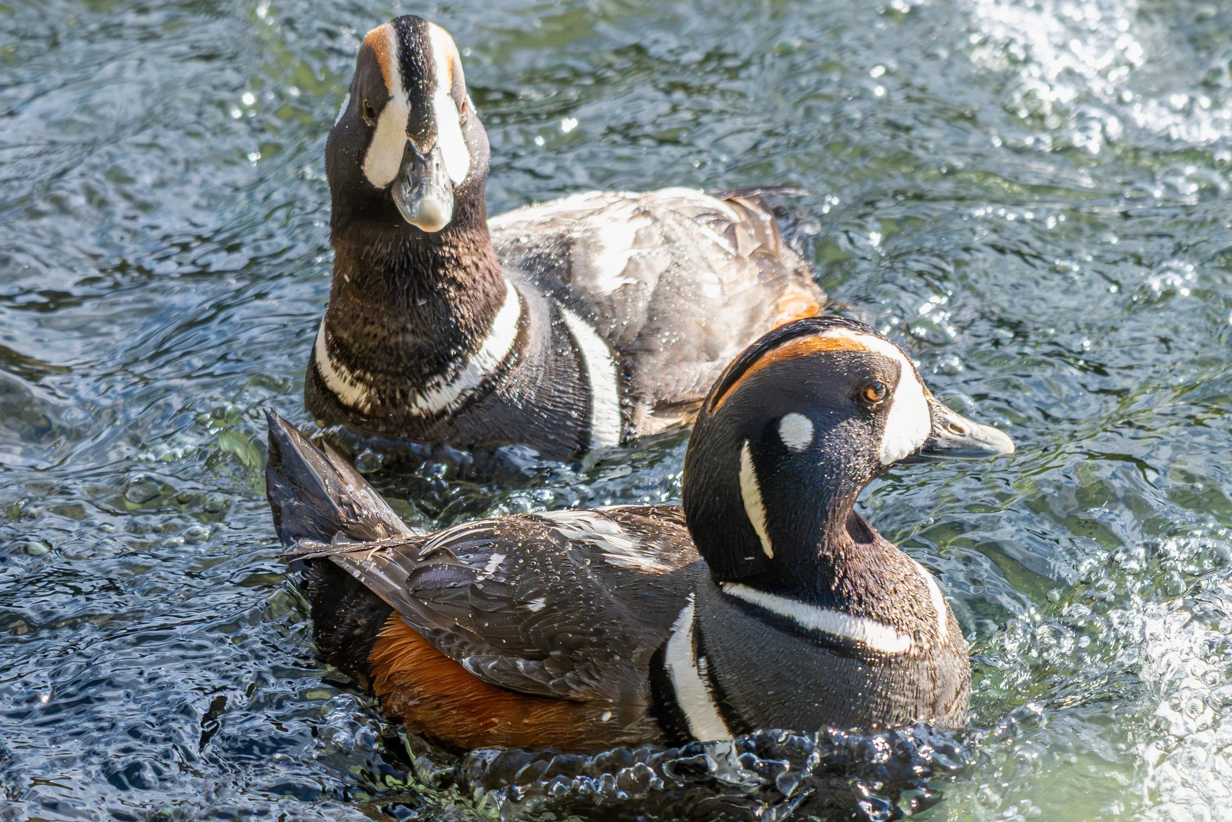 DSC_0709.jpg