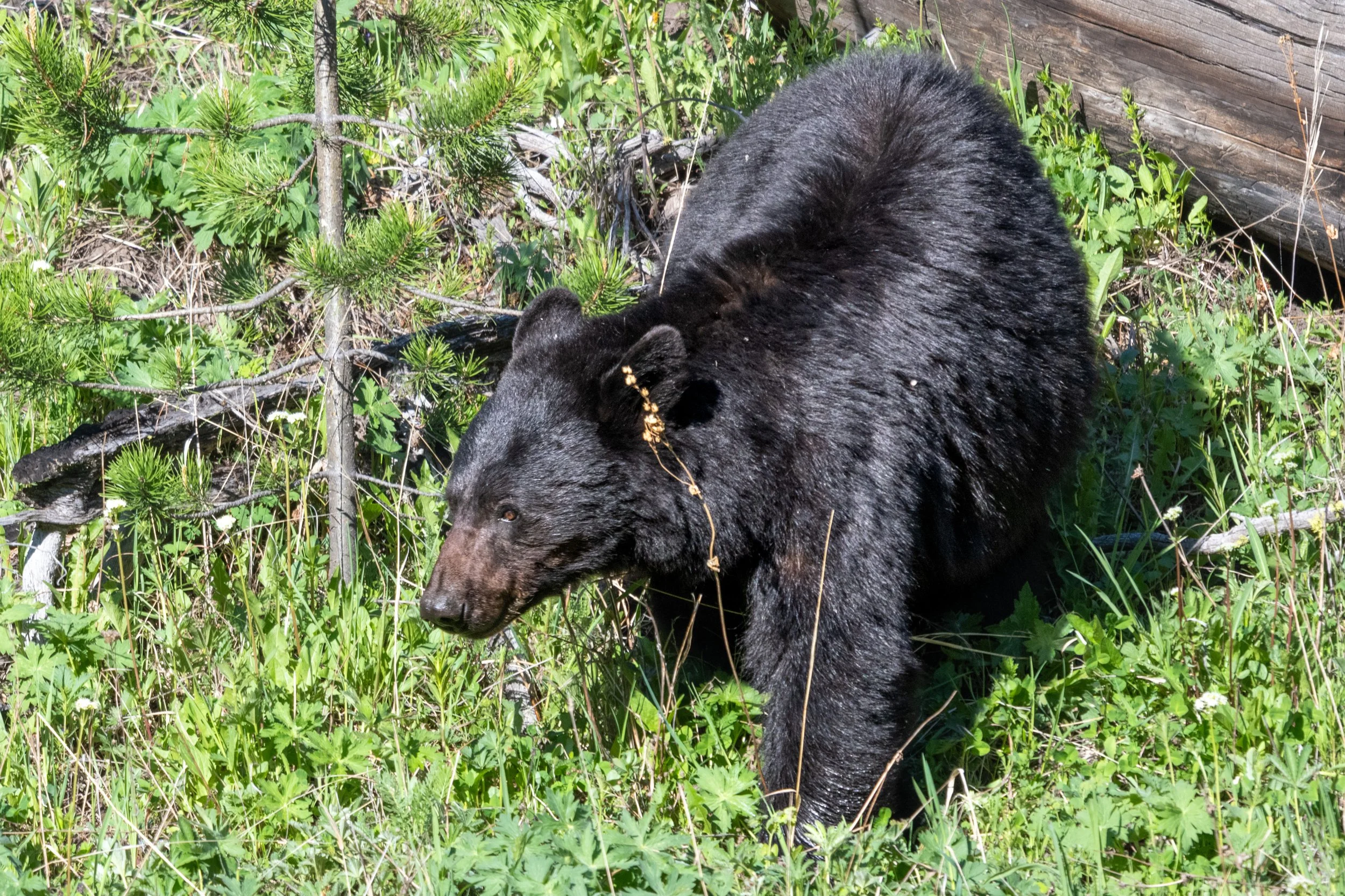 DSC_8351.jpg