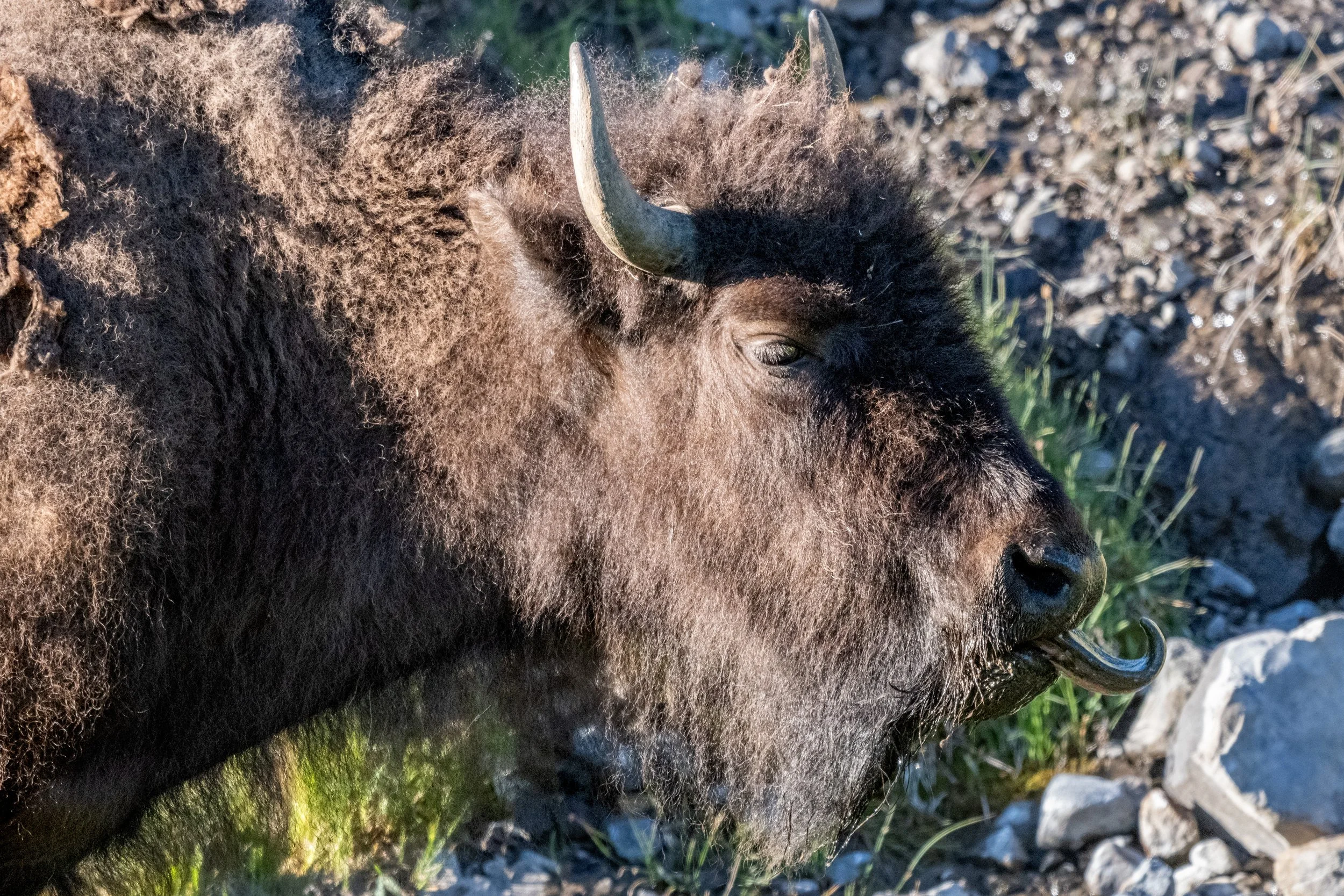 DSC_0077.jpg