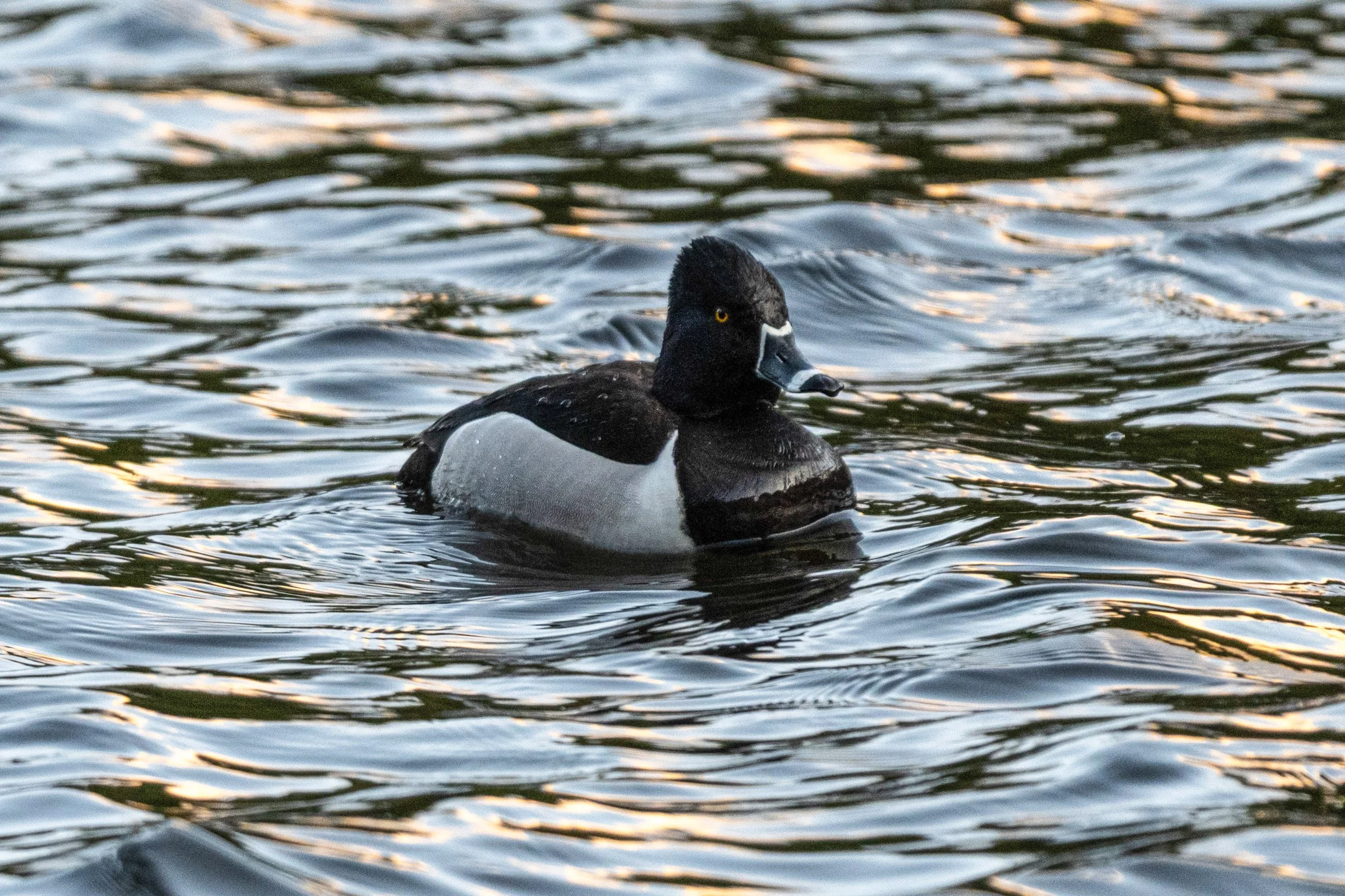 DSC_1752-2.jpg