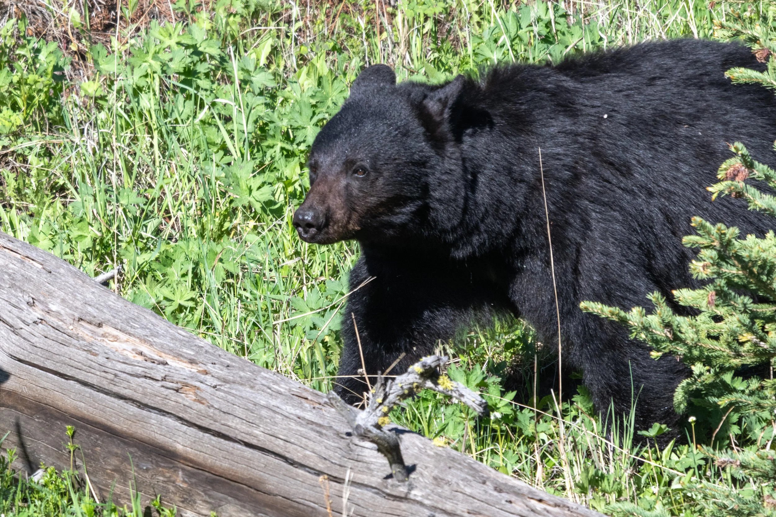 DSC_8247.jpg