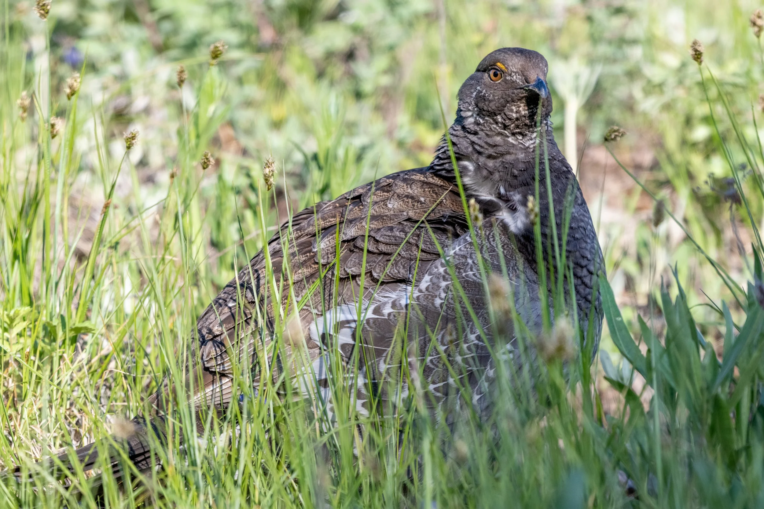 DSC_8125.jpg