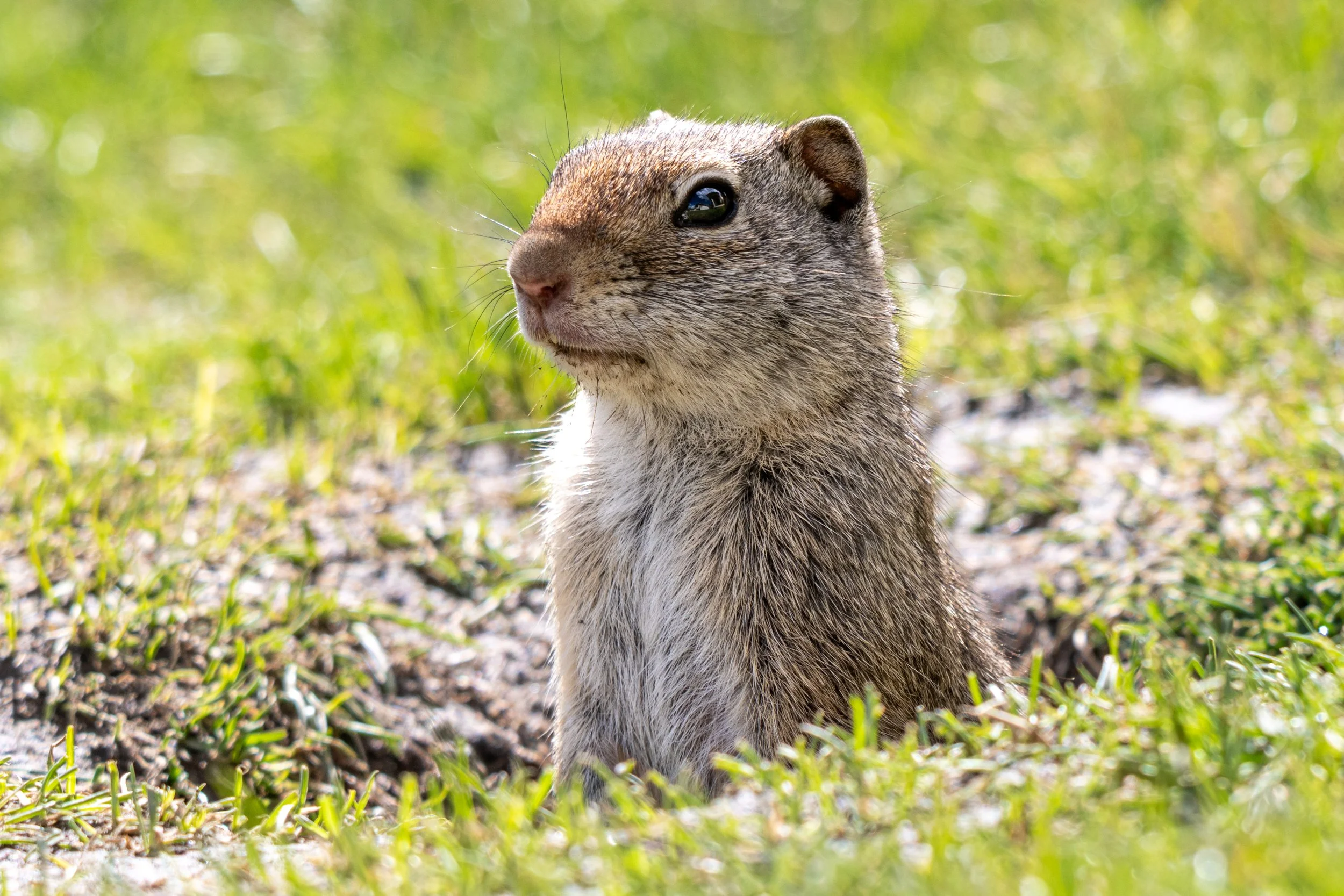 DSC_7799.jpg