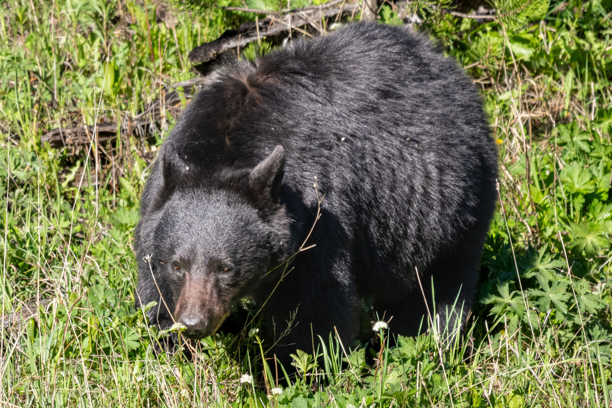 DSC_8428.jpg