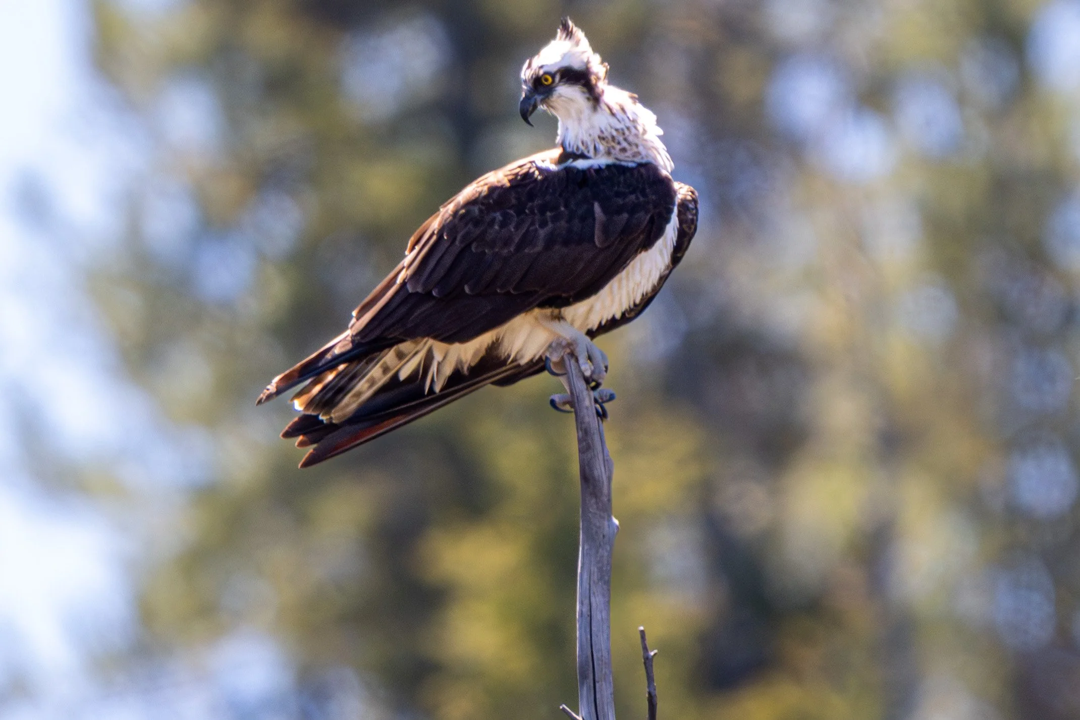 DSC_9276.jpg