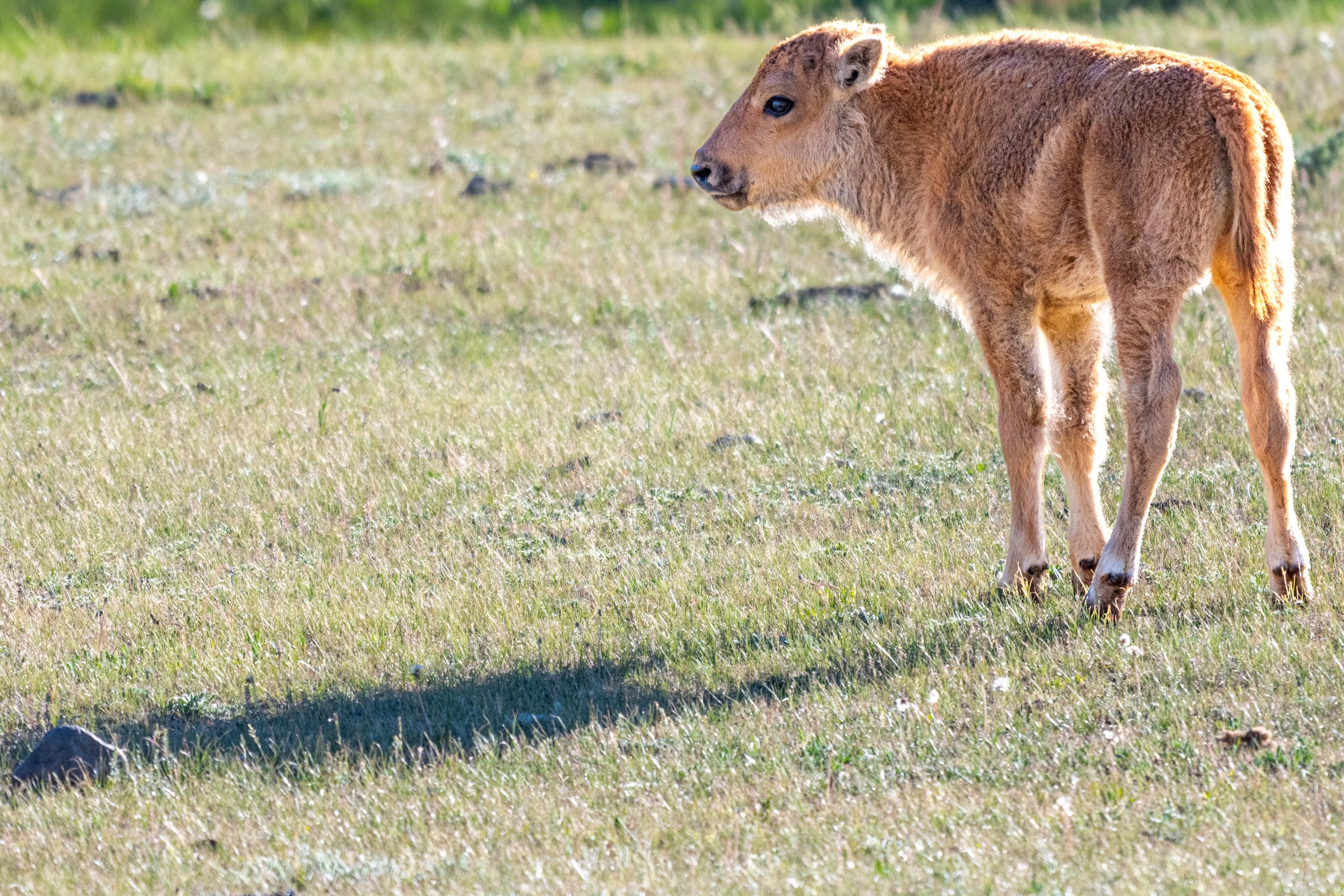 DSC_0041-2.jpg