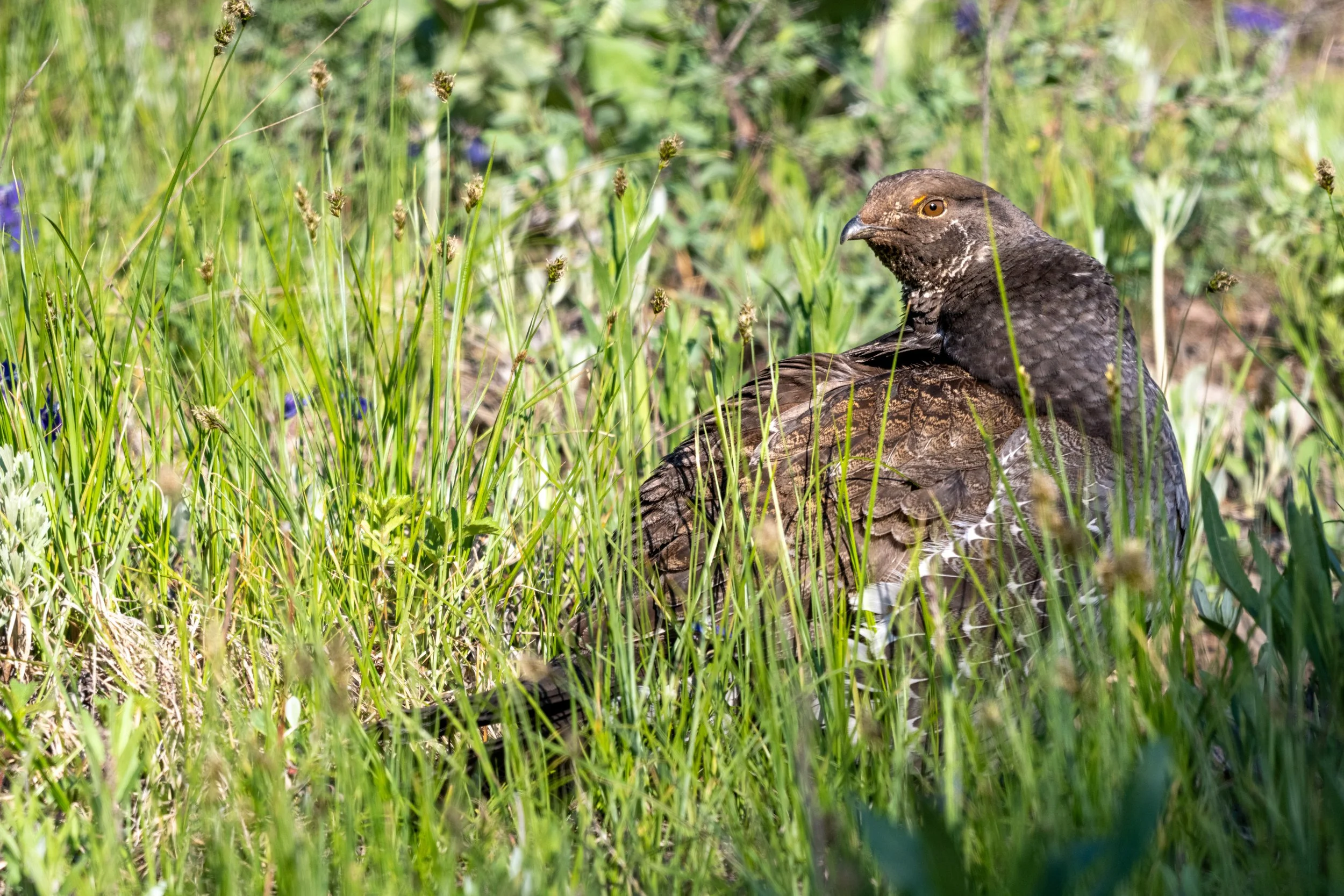 DSC_8144.jpg