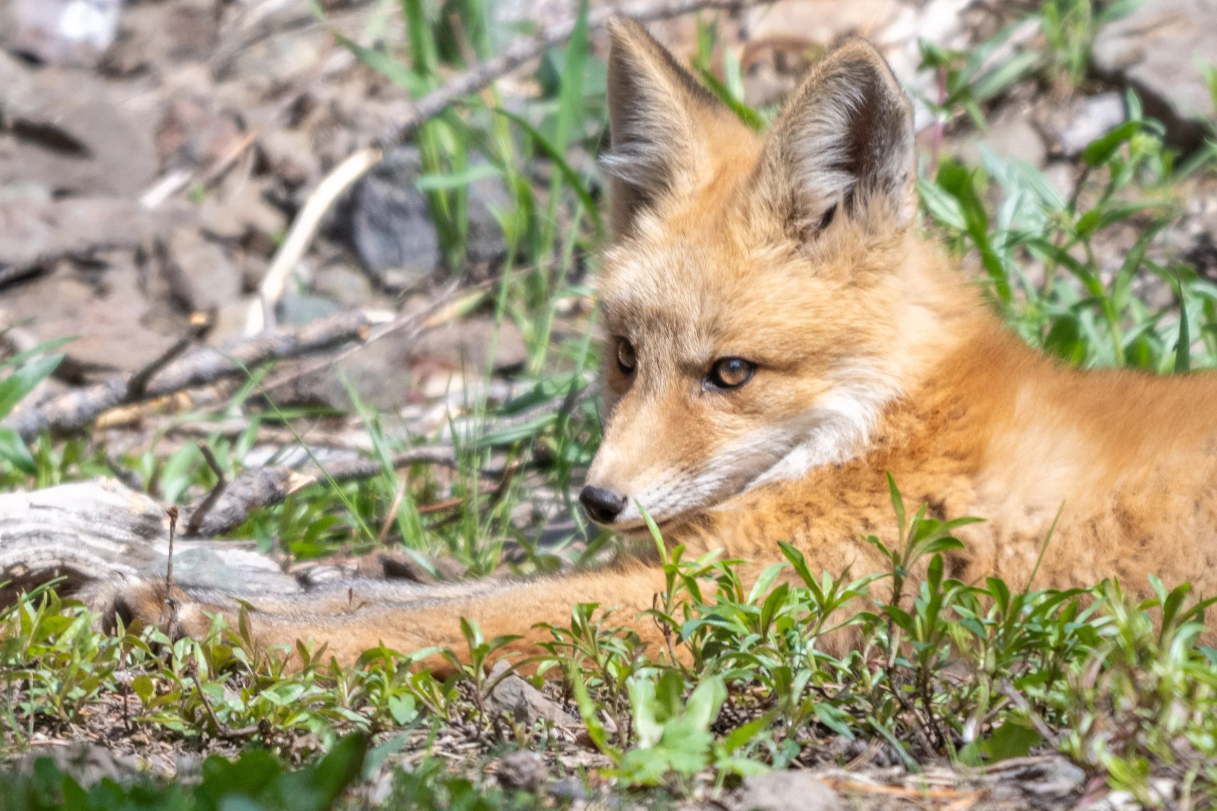DSC_7262.jpg