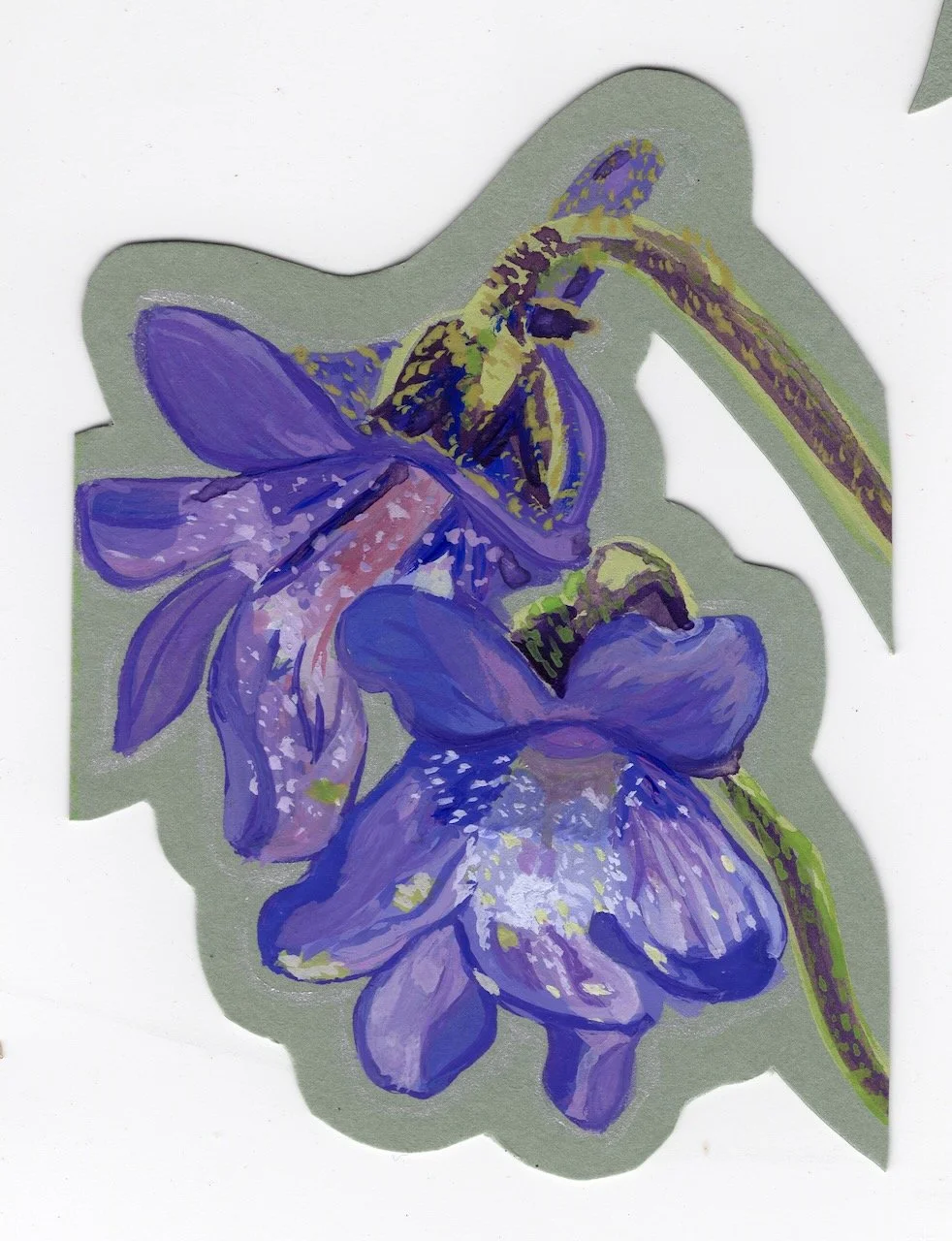 Common Butterwort.jpeg