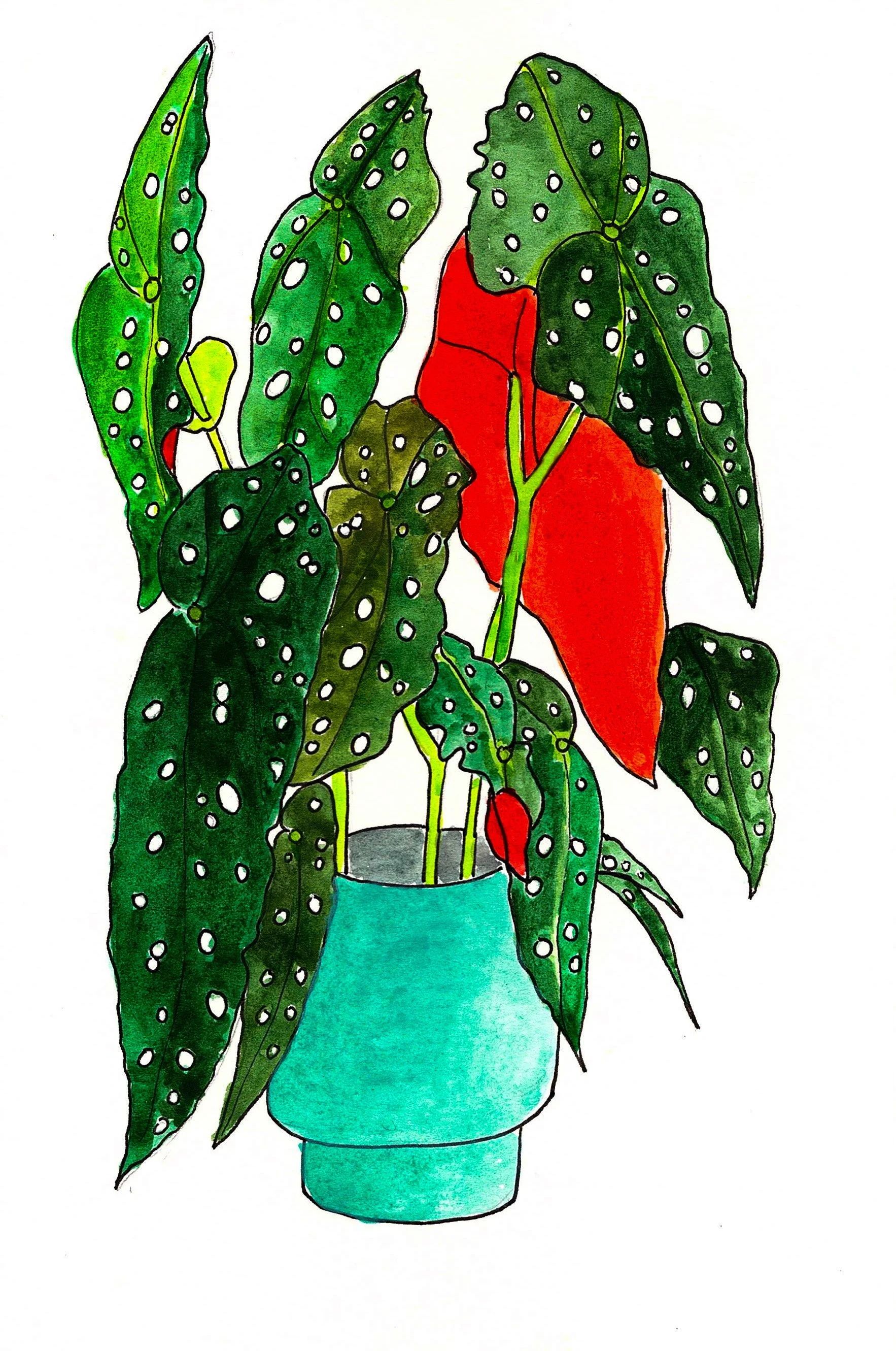 Watercolor Begonia-2.jpg
