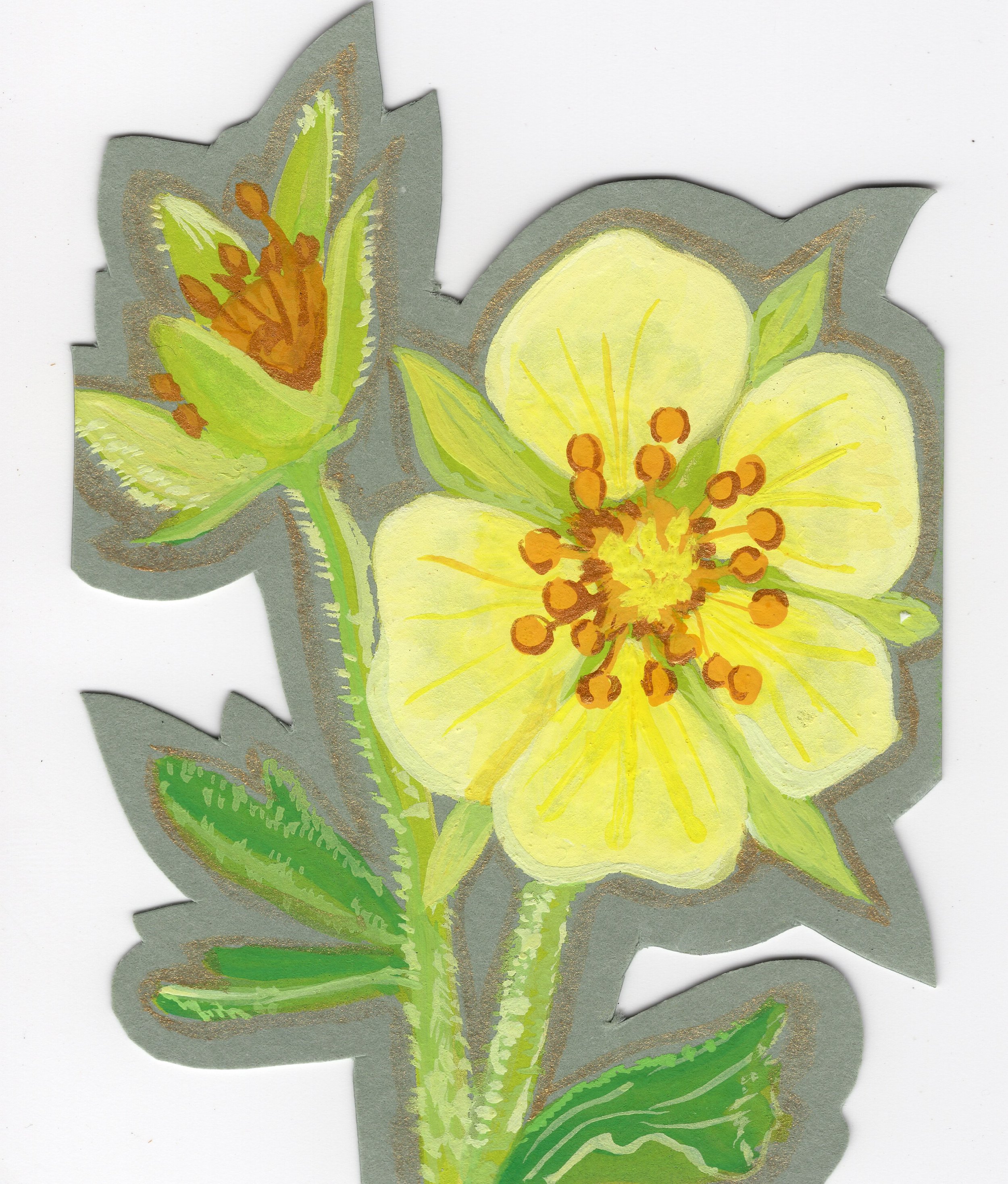 ONEFLOWER CINQUEFOIL - 2.5x3.5&rdquo; gouache and watercolor on cotton paper framed in acrylic panels for freestanding display. For sale @jkrgallery. Link in bio. 

#businesscardart #smallartwork #floralart #aplineflowers #gouache