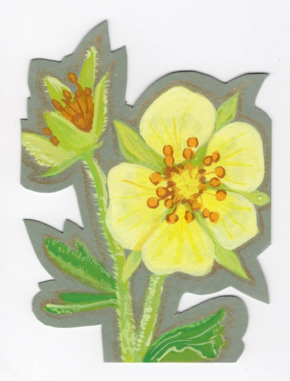 Oneflower Cinequefoil.jpeg