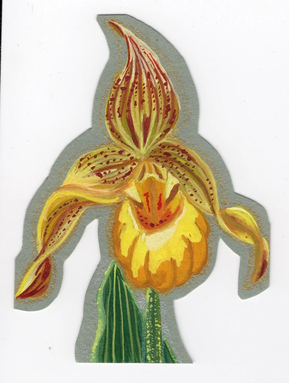 Yellow Lady's Slipper Orchid.jpeg