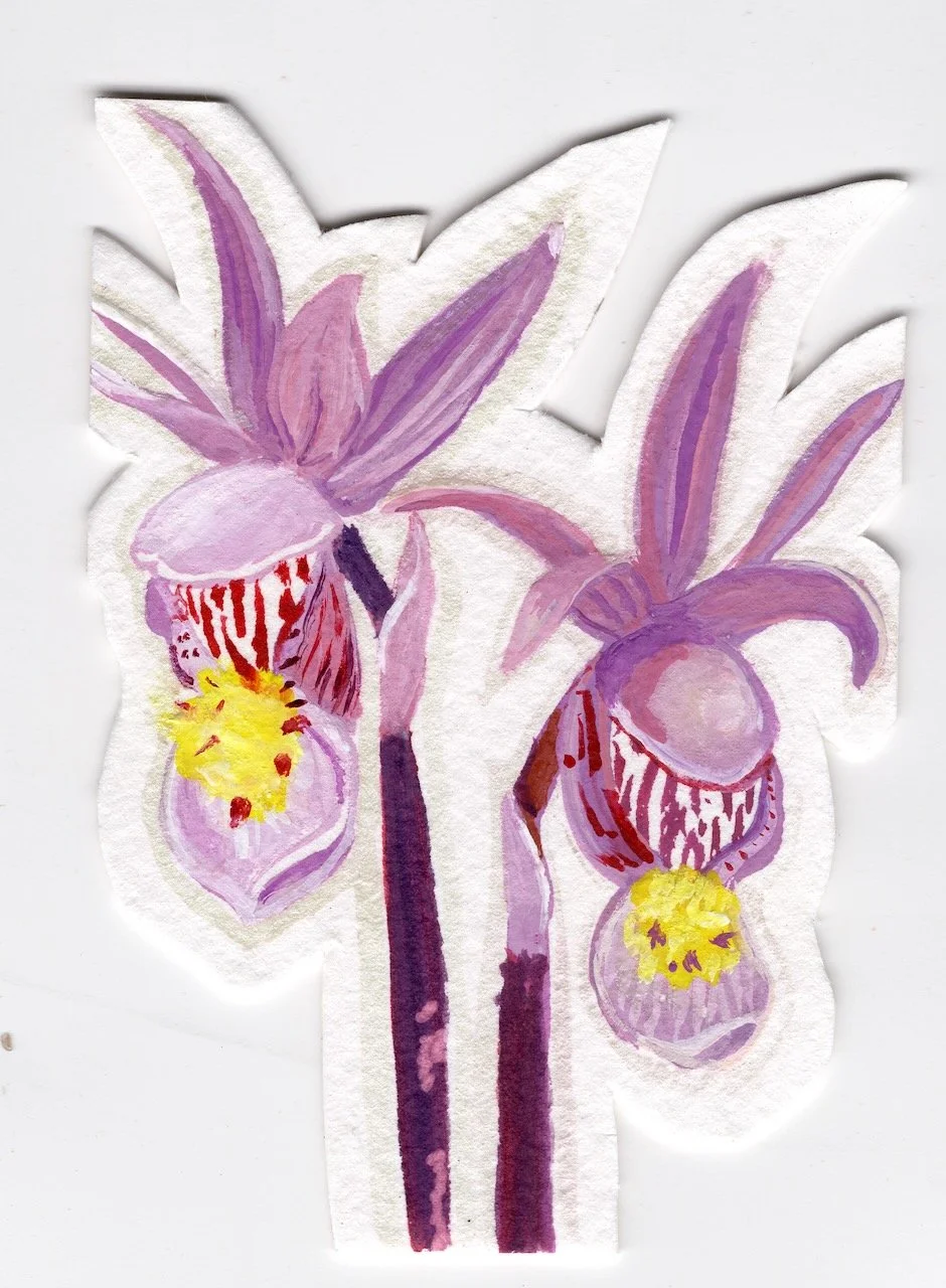 Calypso Orchid fairy slipper.jpeg