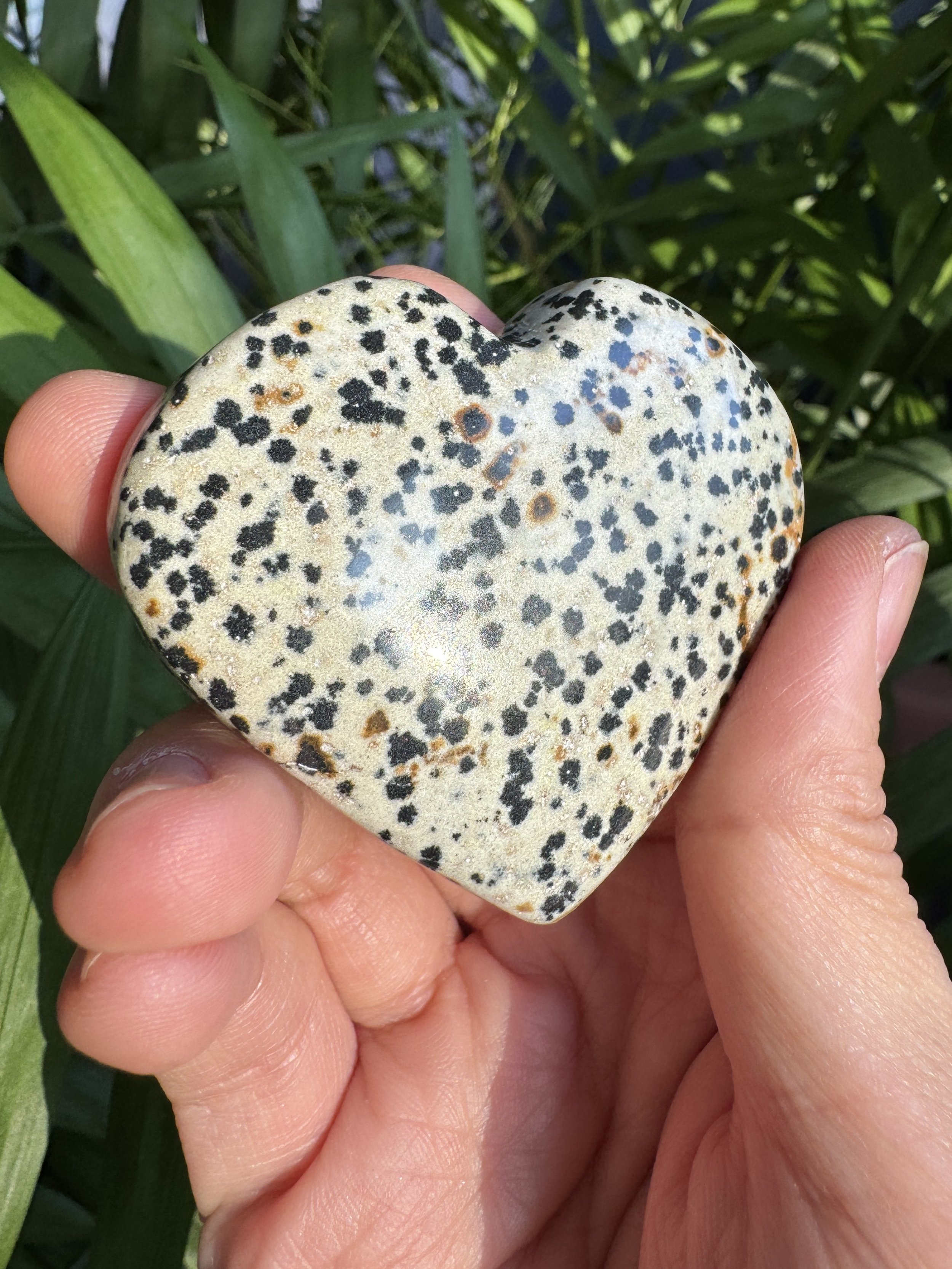 dalmatianjas_heart3.jpg