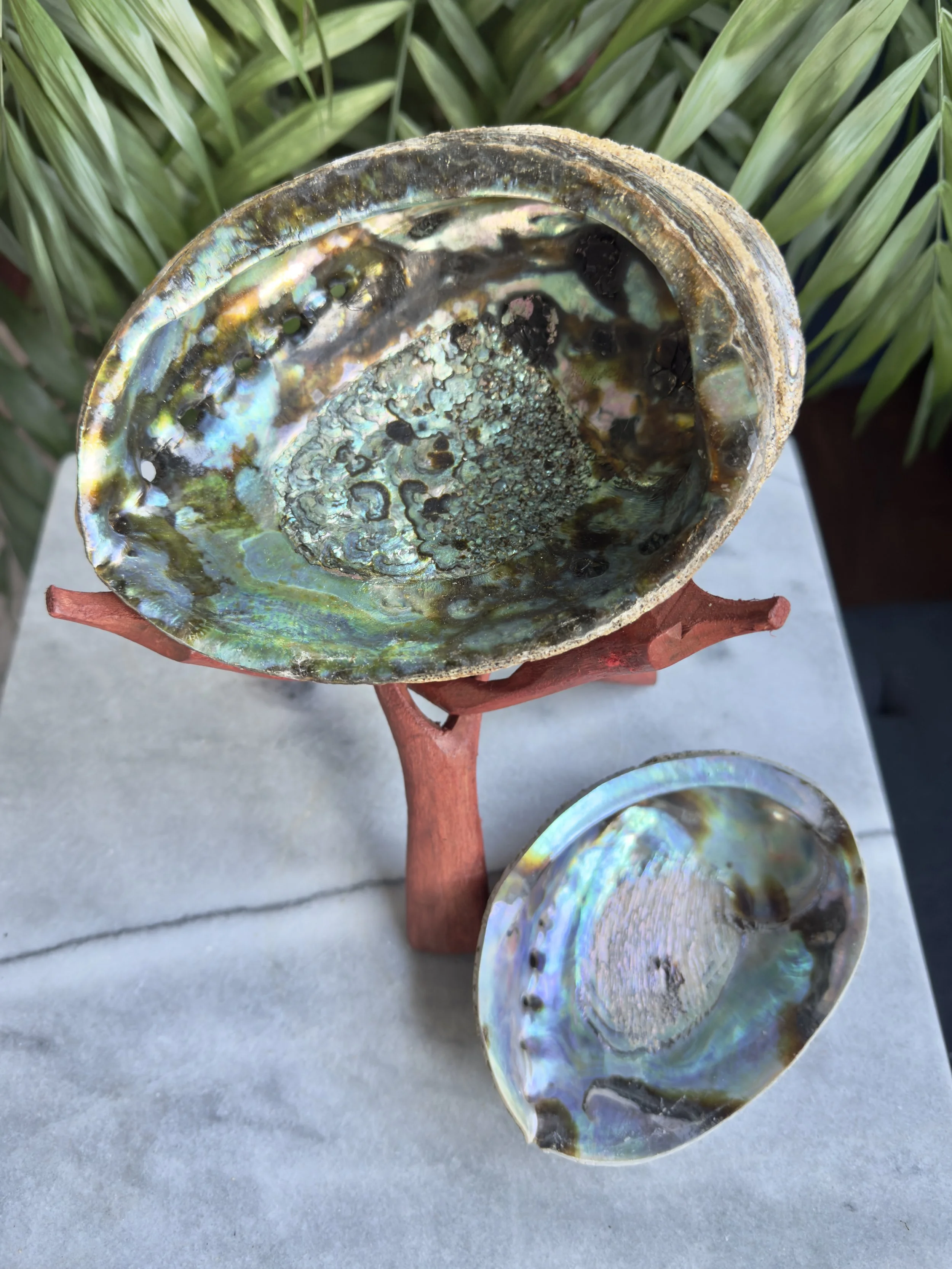 Abalone Shell