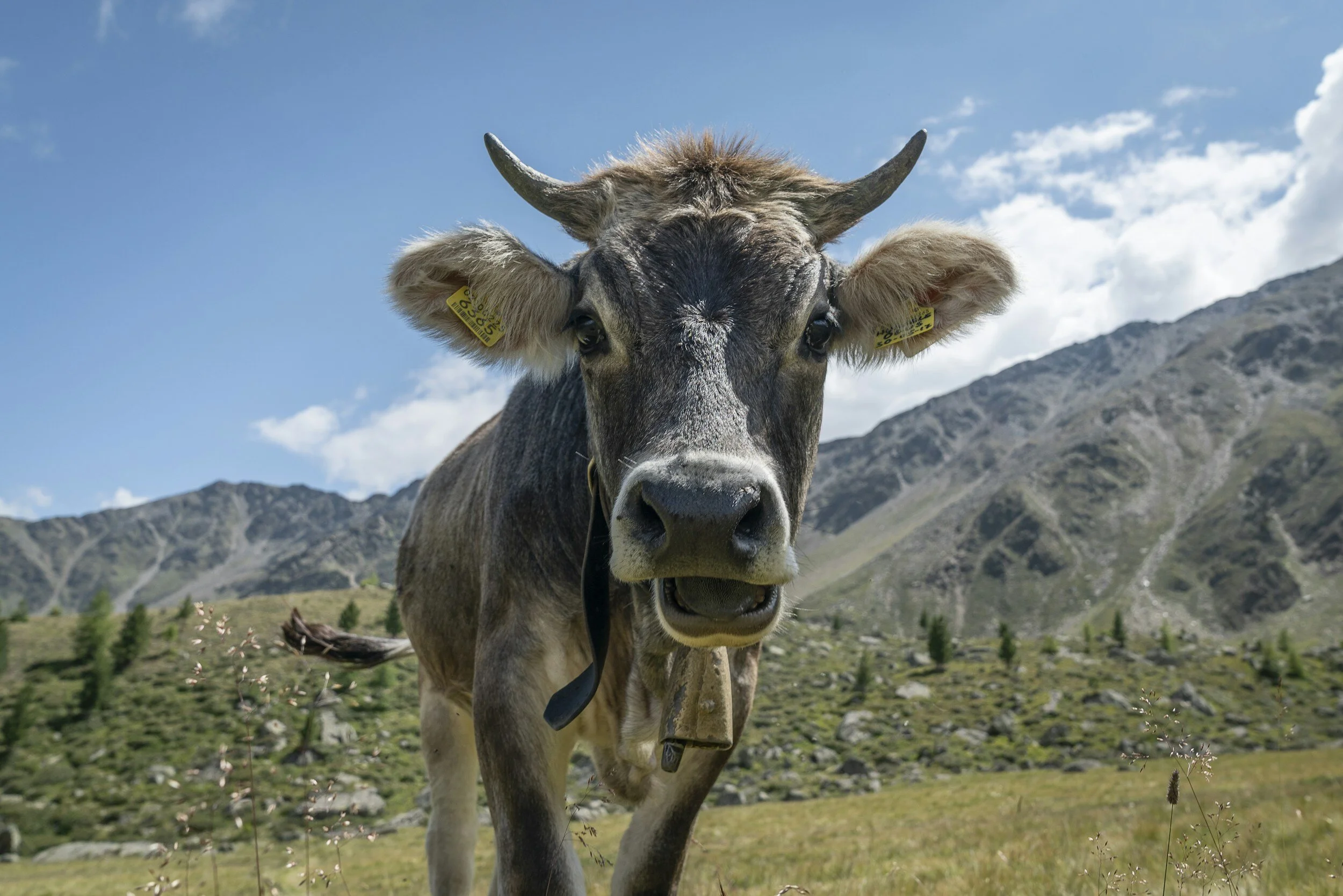 More Cowbell