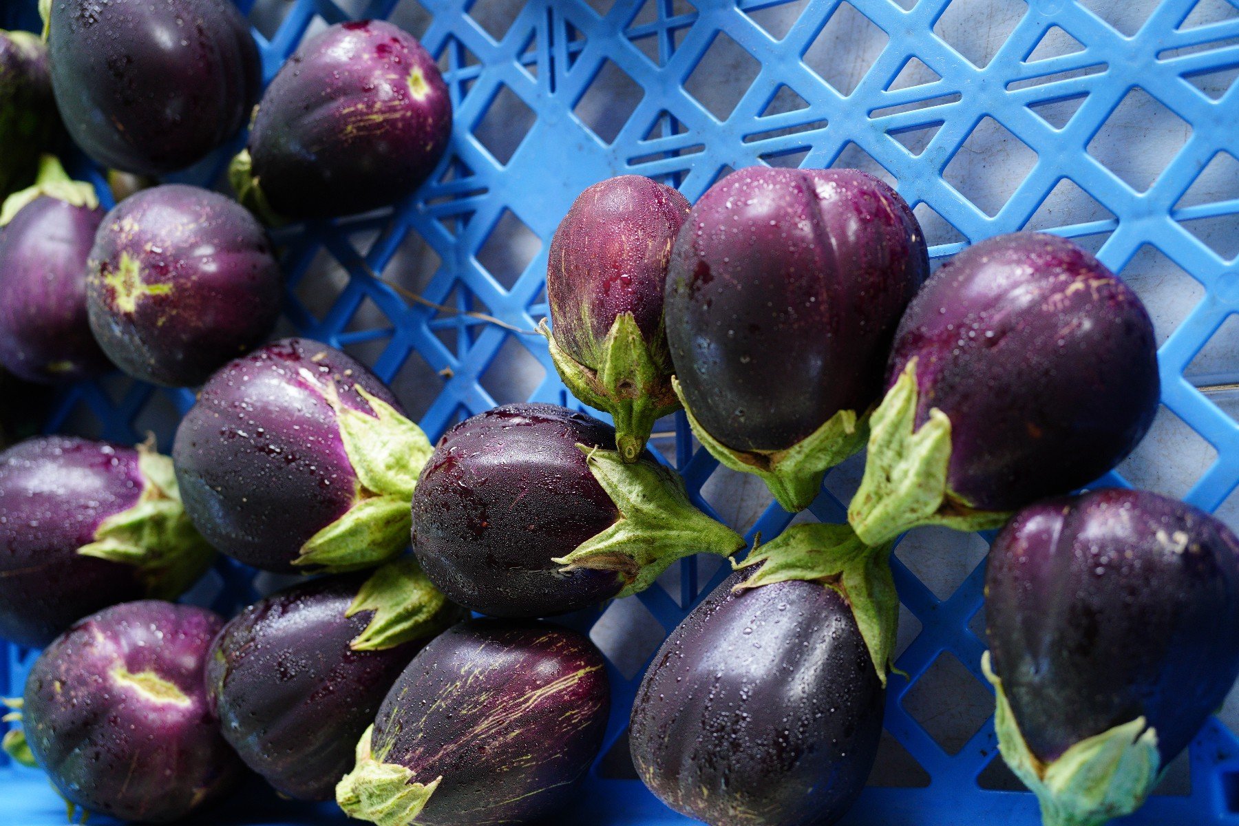 BFM Eggplant 3.jpg