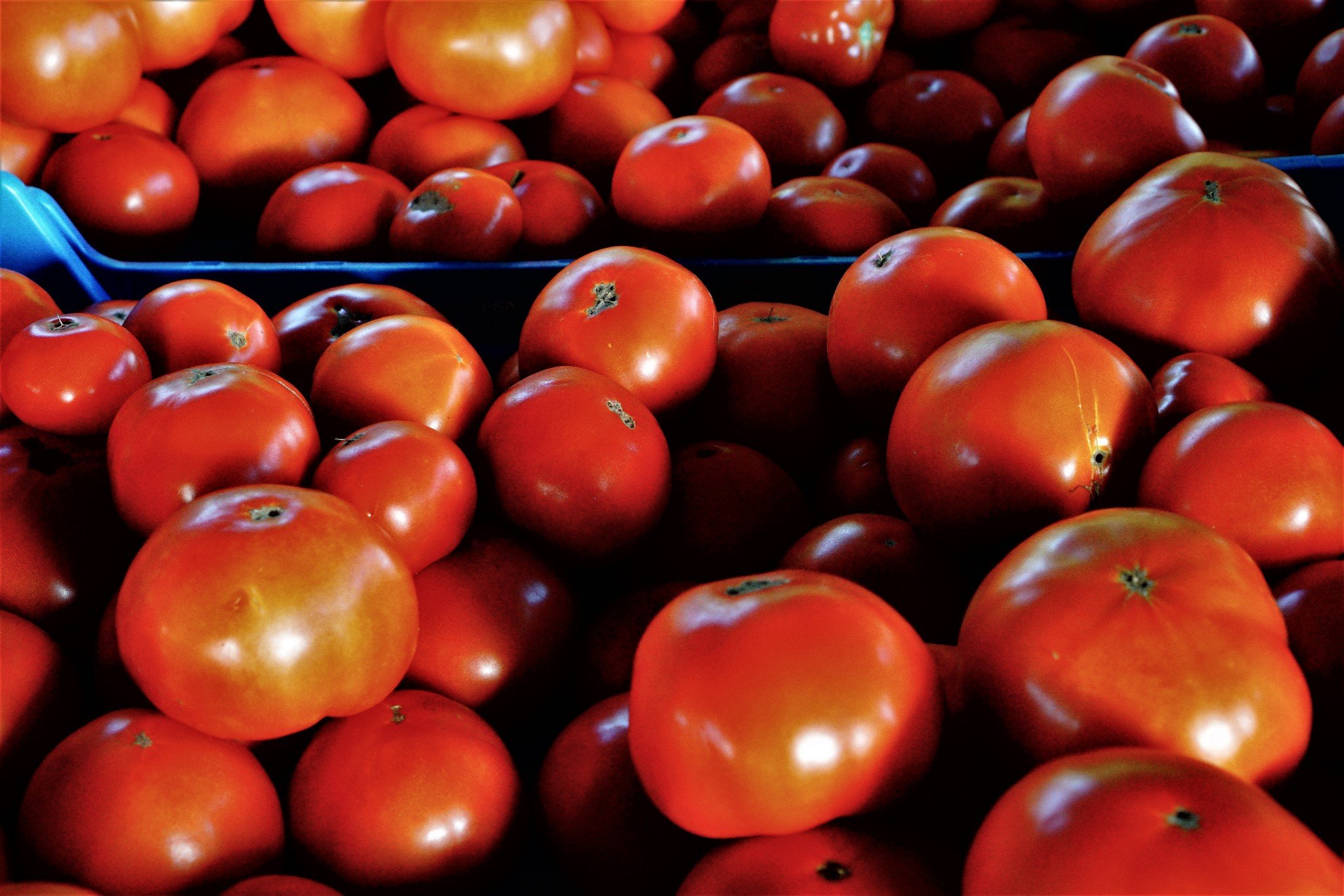 BFM Bunker Hill Tomatoes.jpg