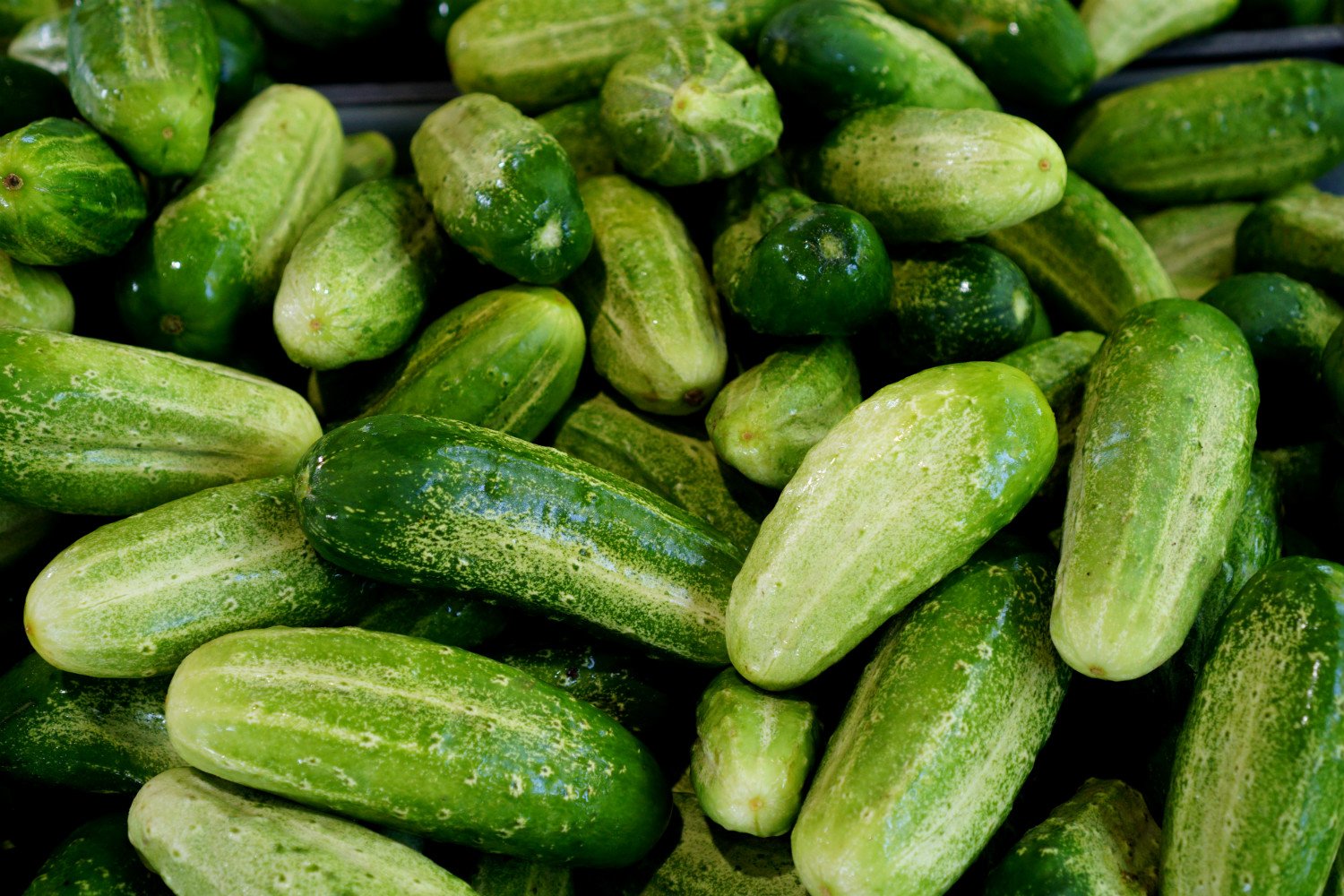 BFM Cucumbers.jpg