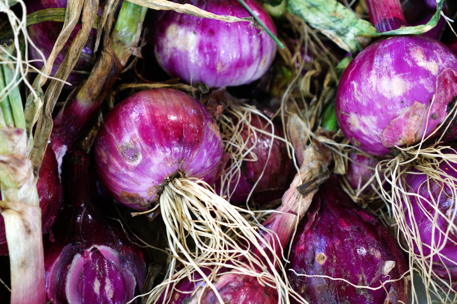 BFM Red Onions.jpg