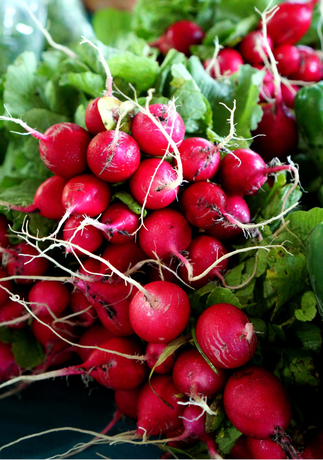 BFM Radishes.jpg