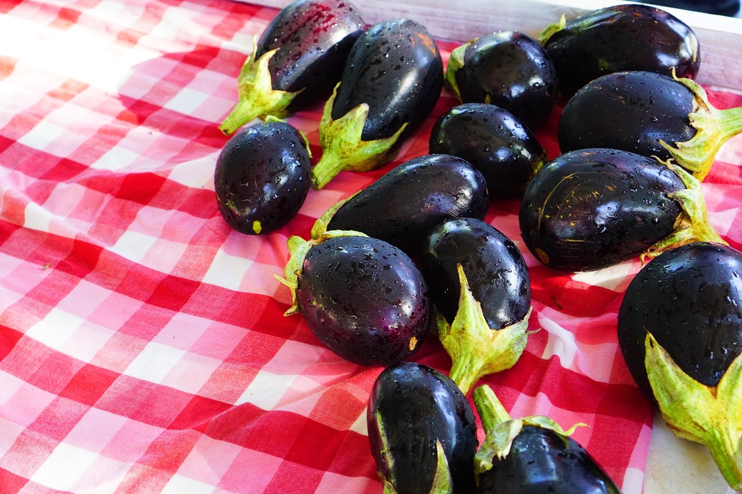 BFM Red Plaid Eggplant.jpg