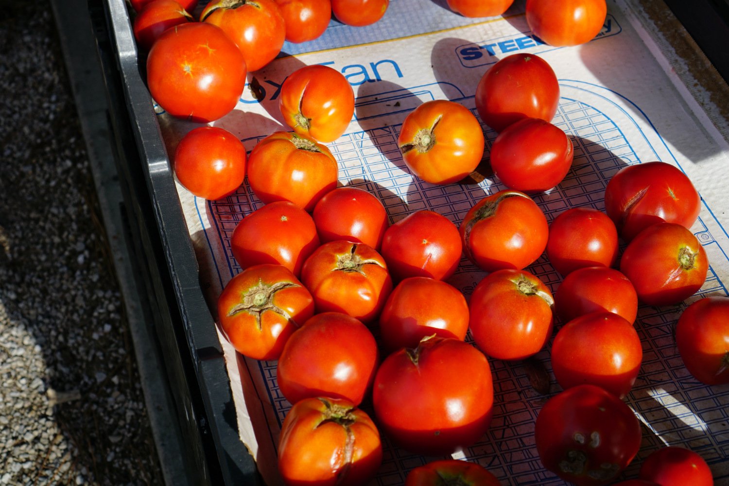 BFM Tomatoes.jpg