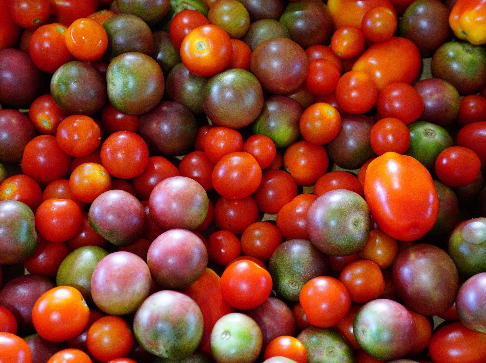 BFM Cherry Tomatoes.jpg