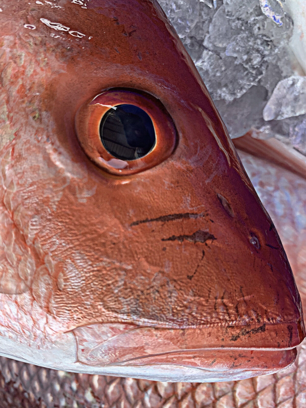 Fresh Yellow Eyes Snapper – 24/7 Seafood Distributor