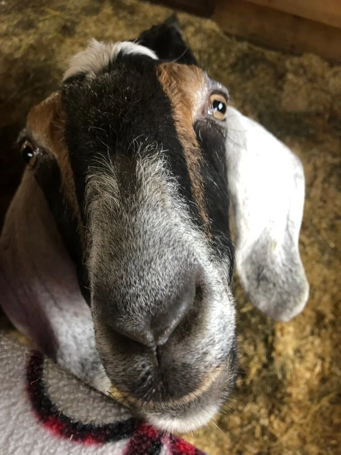 Their matriarch goat is named Daisy and she is a quiet, sensitive and picky goat!