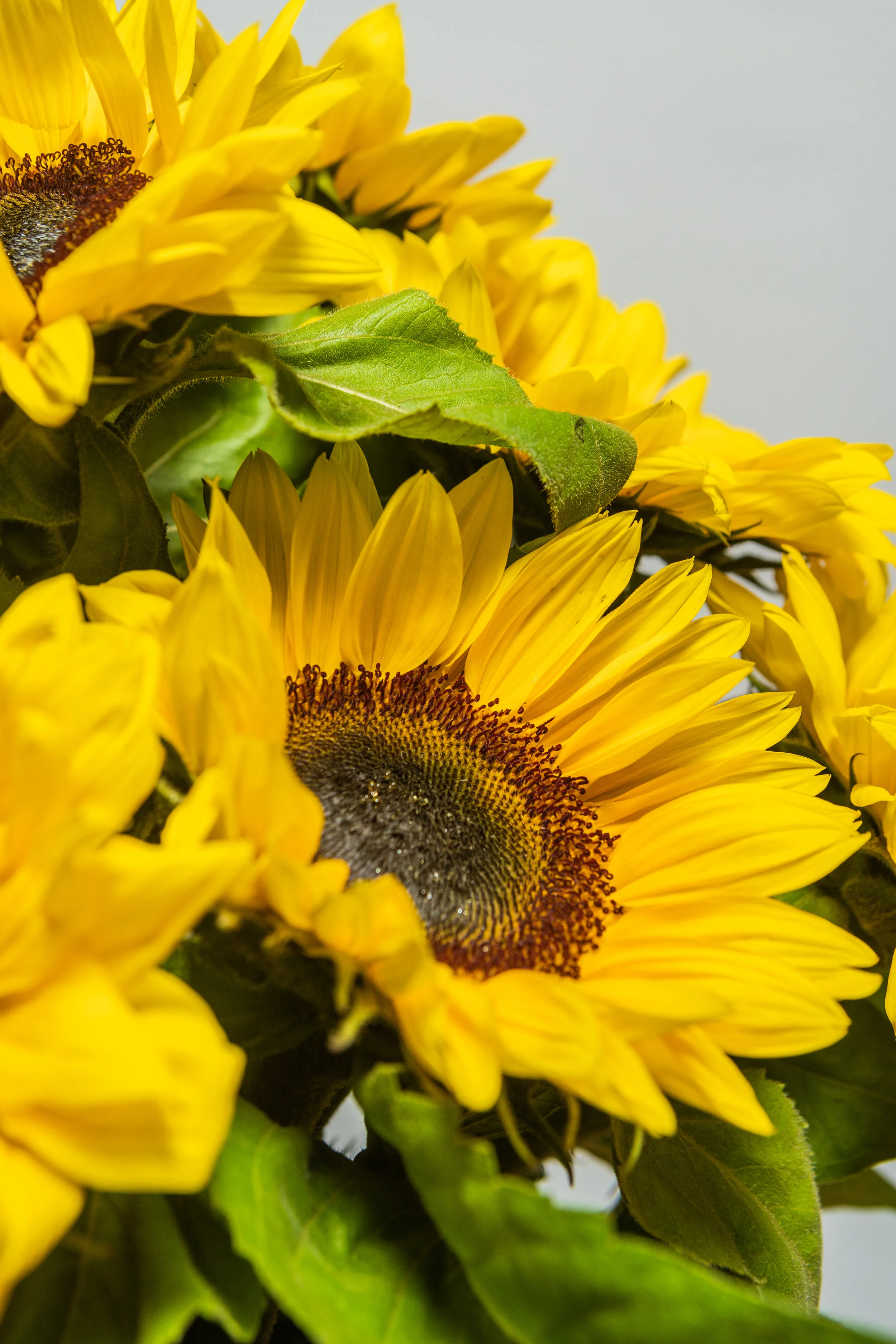 _DSC3964.jpg