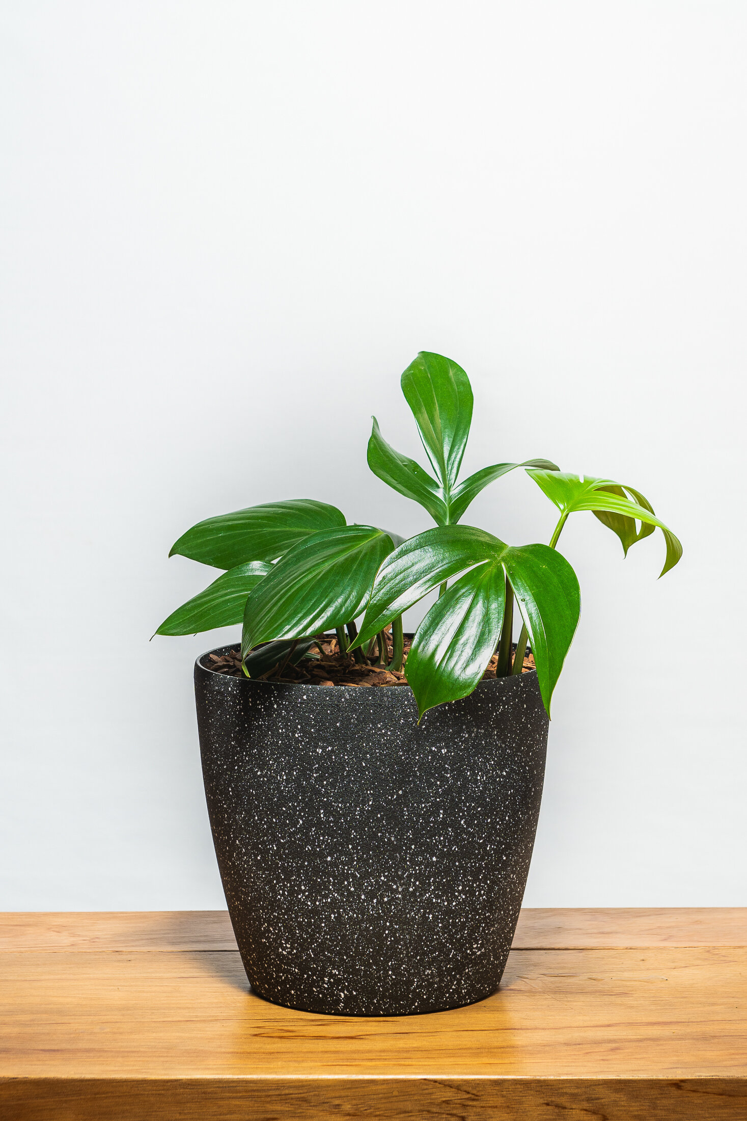 Green leaf pot plant