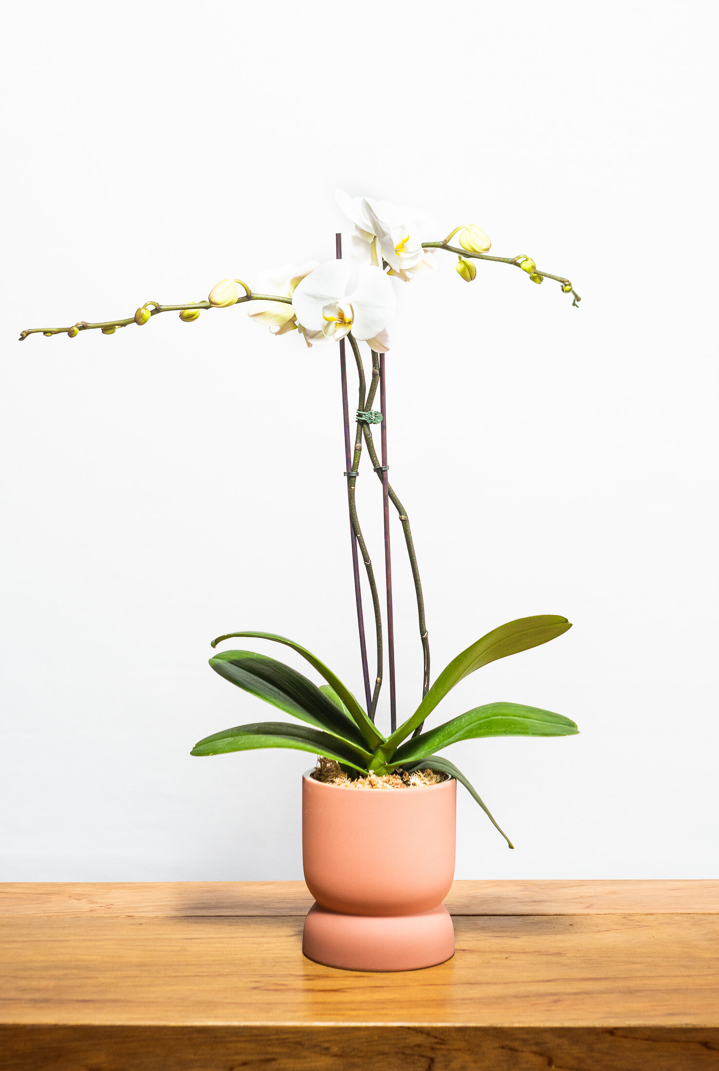 Standard Orchid Pot