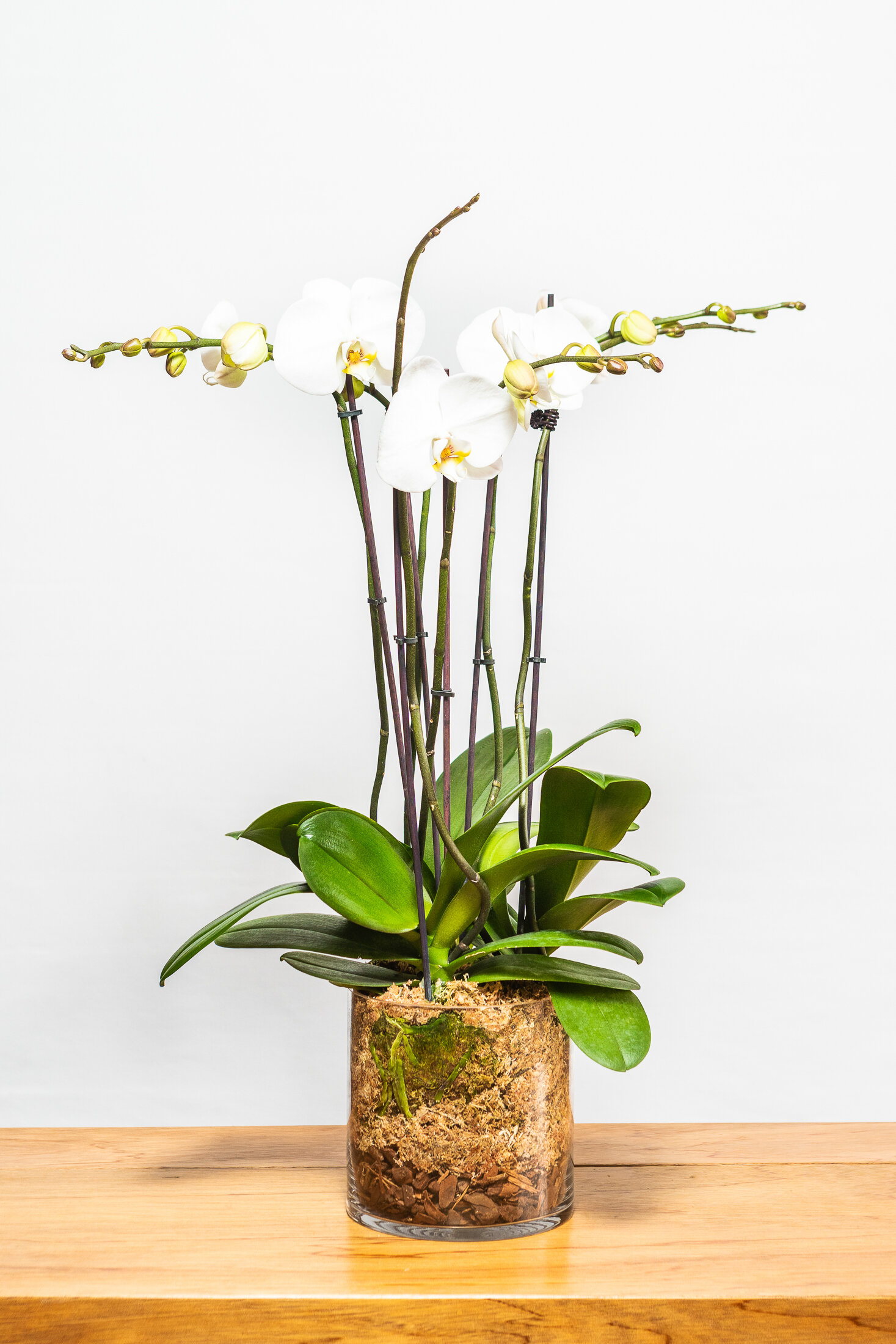 Classic Orchid Pot
