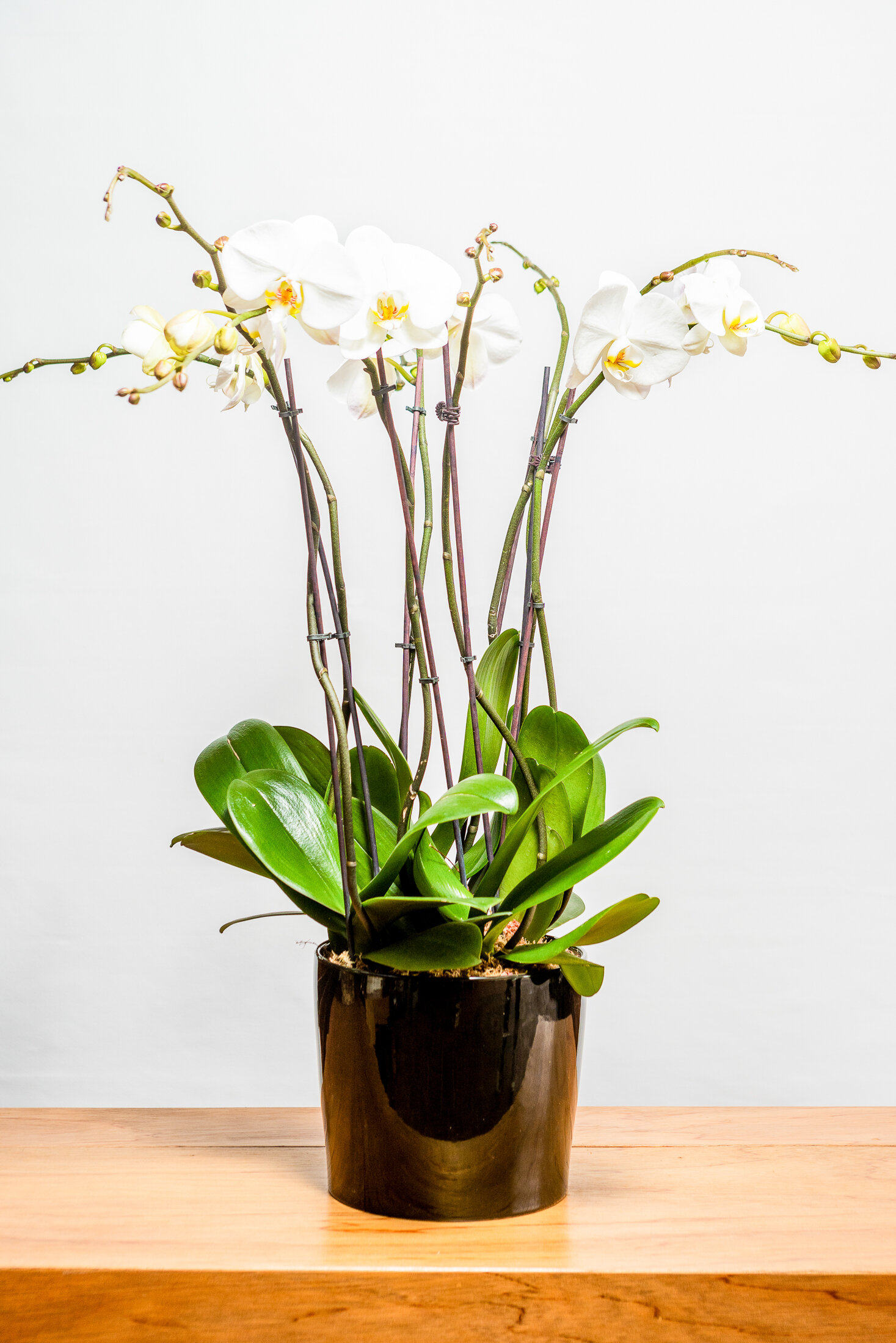 Deluxe Orchid Pot