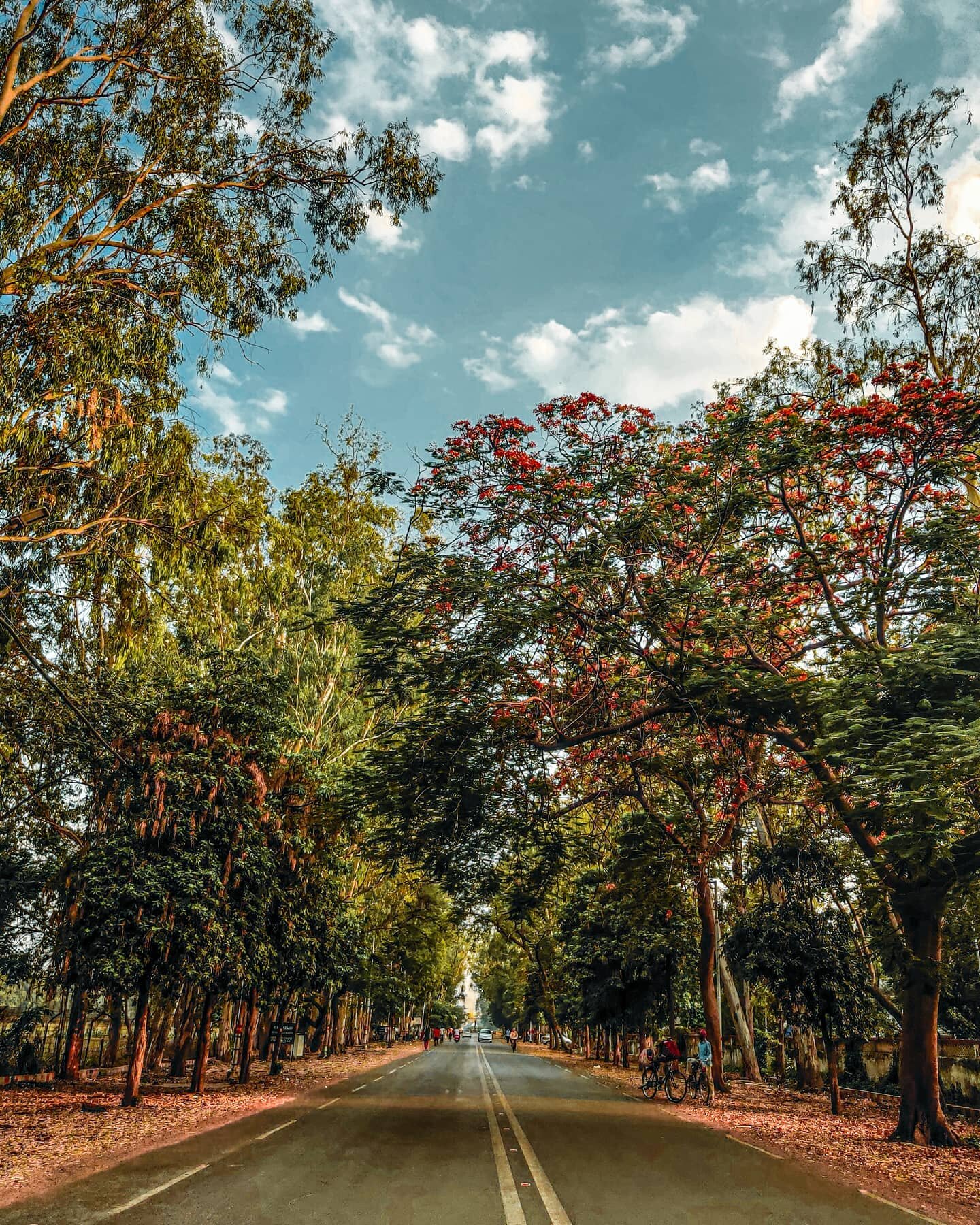 This road near my house know as polo ground road is like one of the most amazing road to drive on.  Shot this image in june while driving around the city.

#photography #photooftheday #photo #photographer #love #nature #instagood #instagram #picofthe
