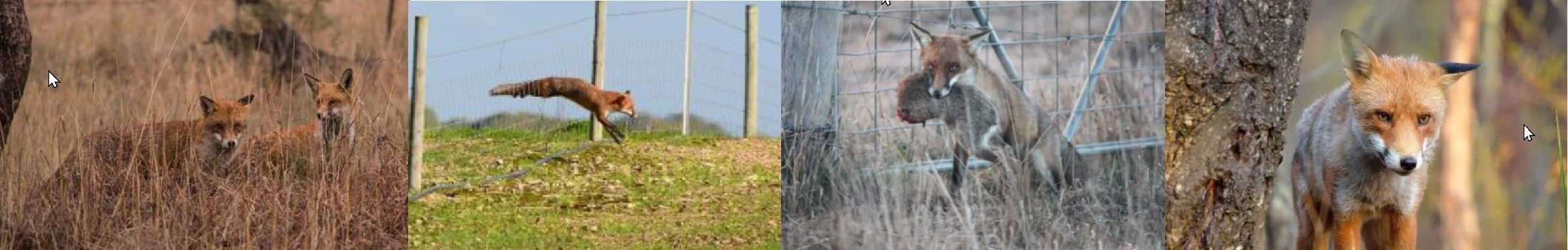 fox.jpg