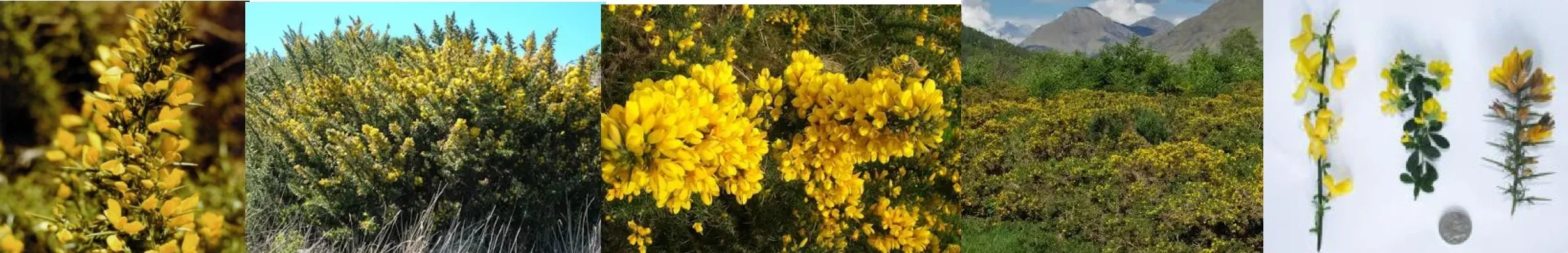 Gorse.jpg