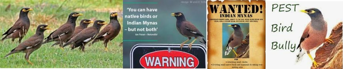 MynaBirds1.jpg